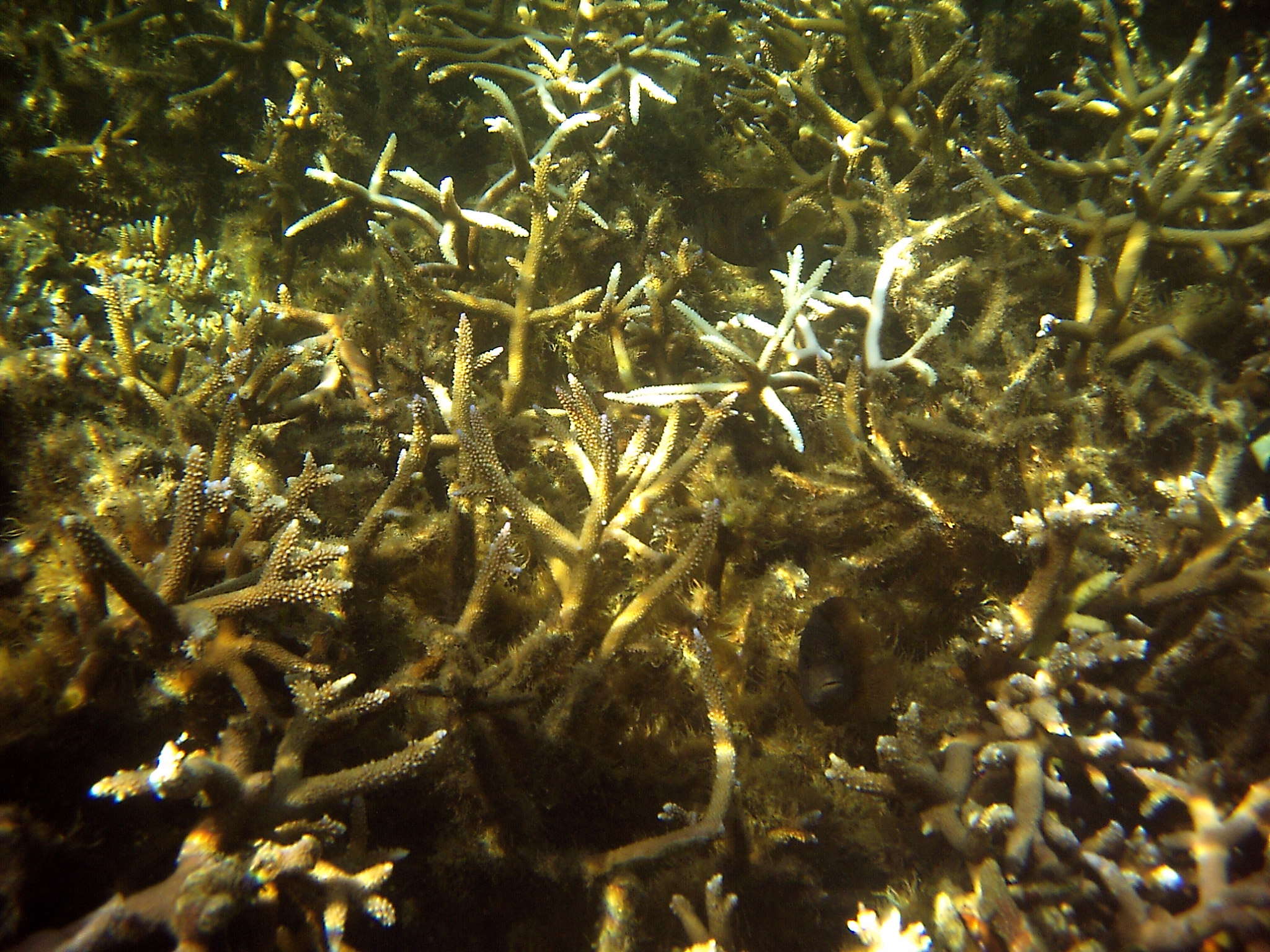 Afficher le média acropora_muricata2bd acropora_muricata2bd