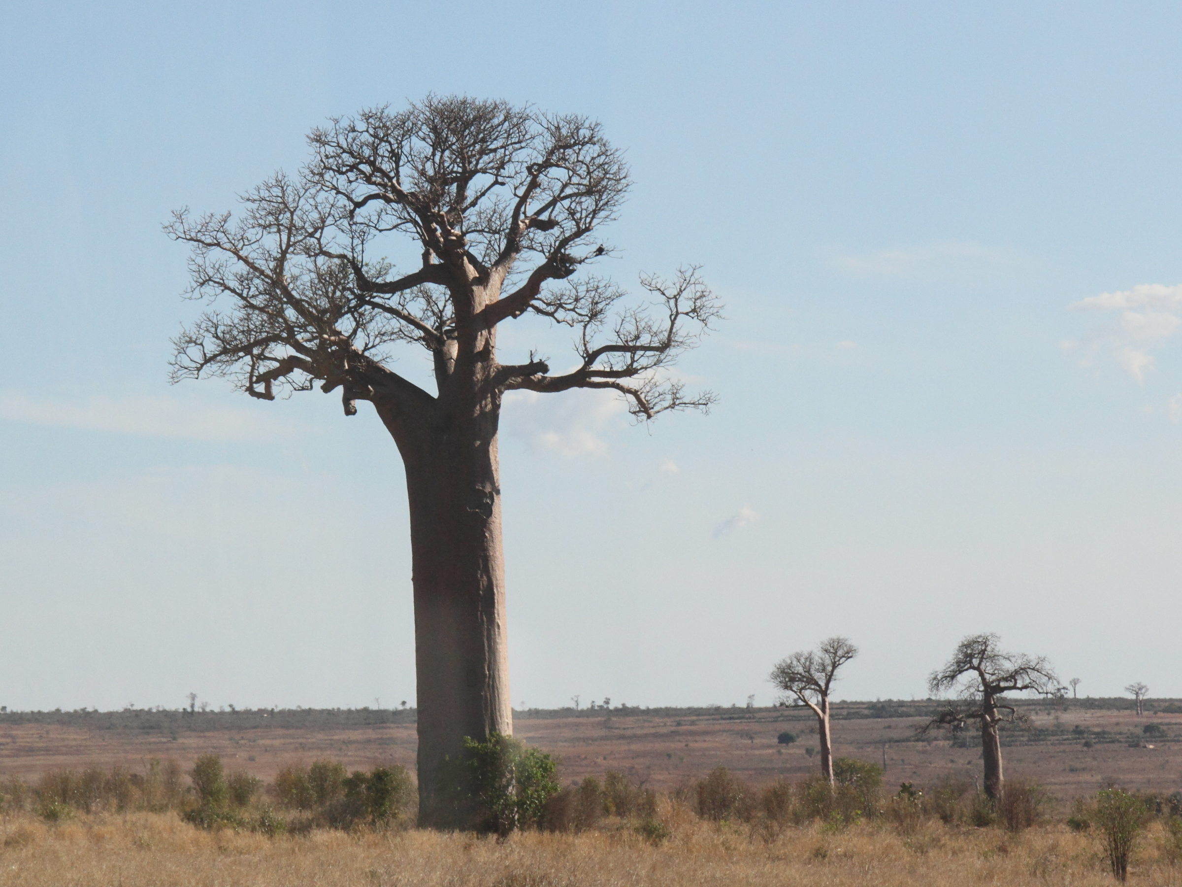 adansonia_za2md