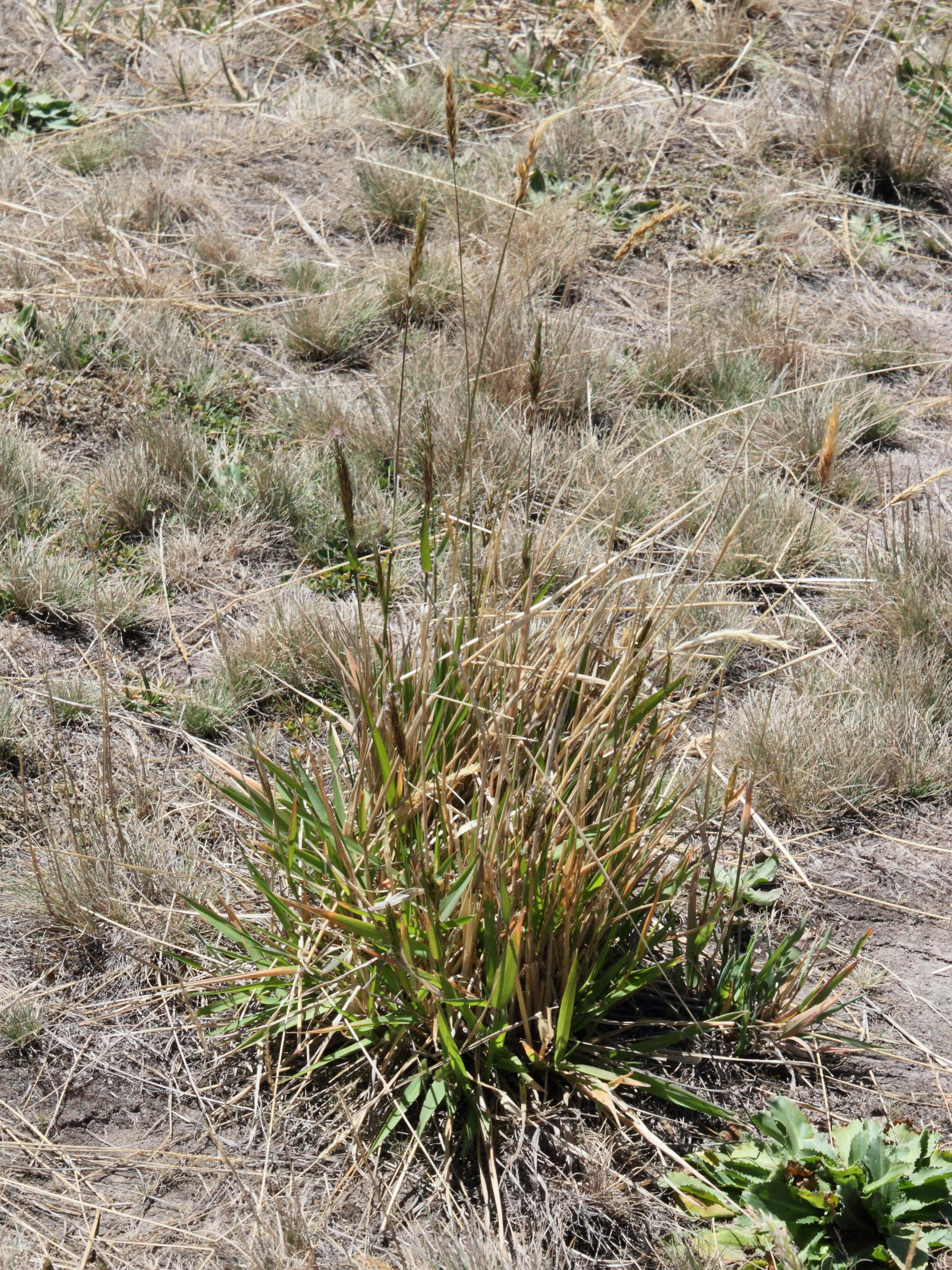 agrostis_tolucensis1md