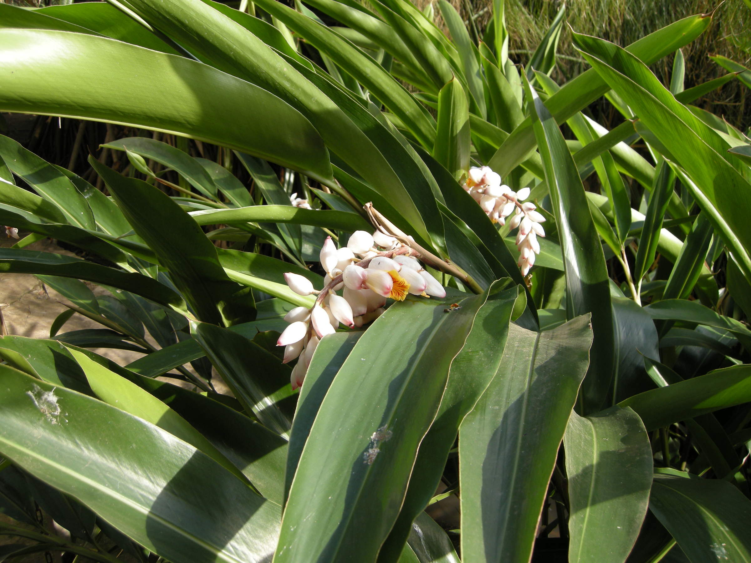 Alpinia_zerumbet