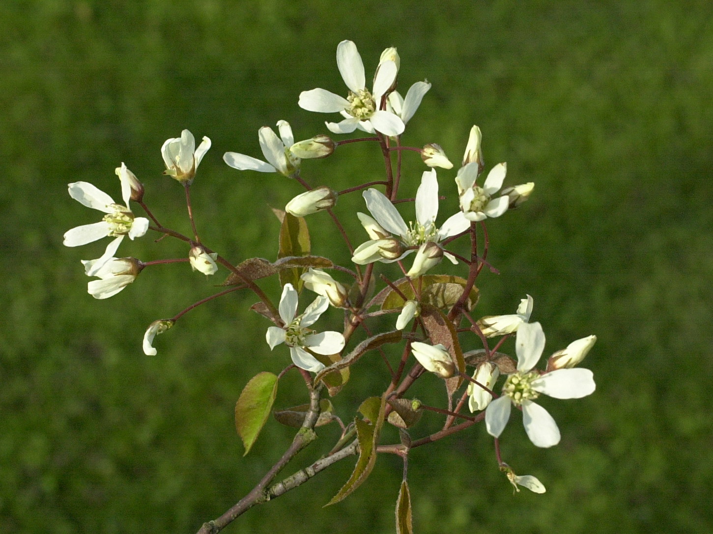 amelanchier_lamarckii3bmd