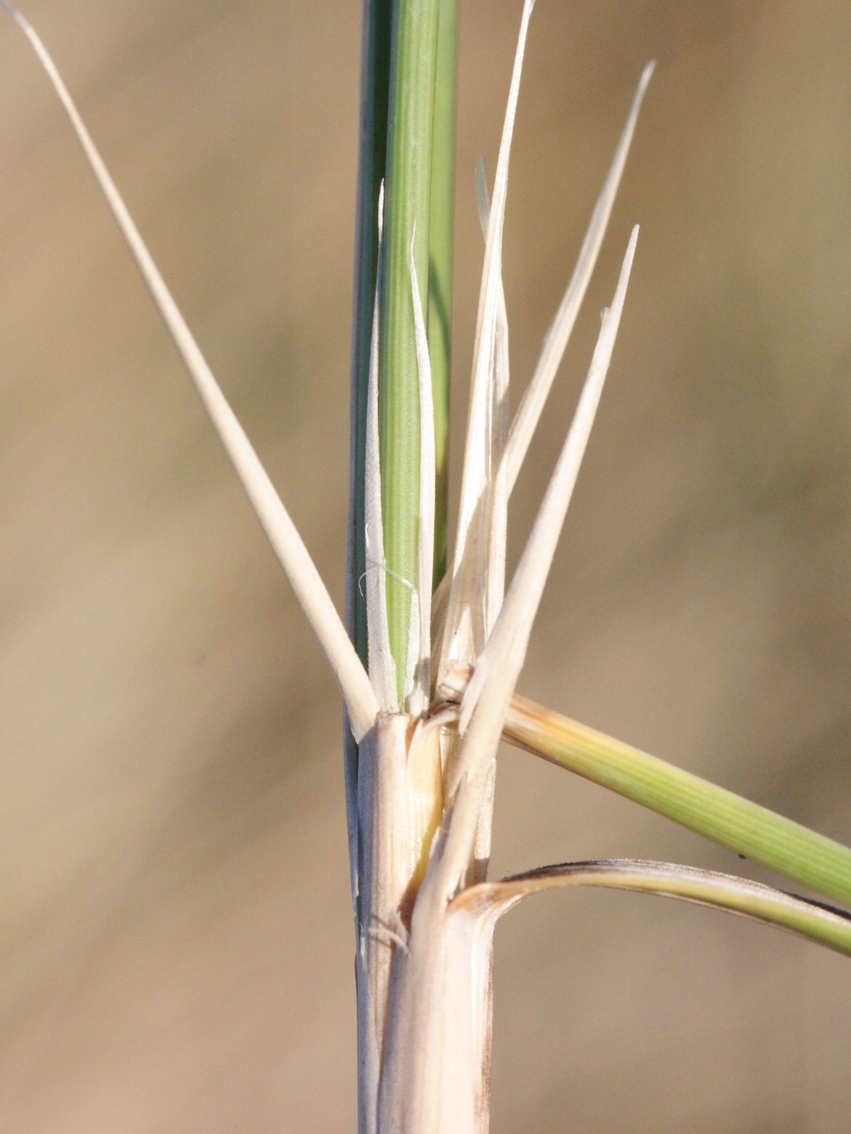 ammophila_arenaria3amd