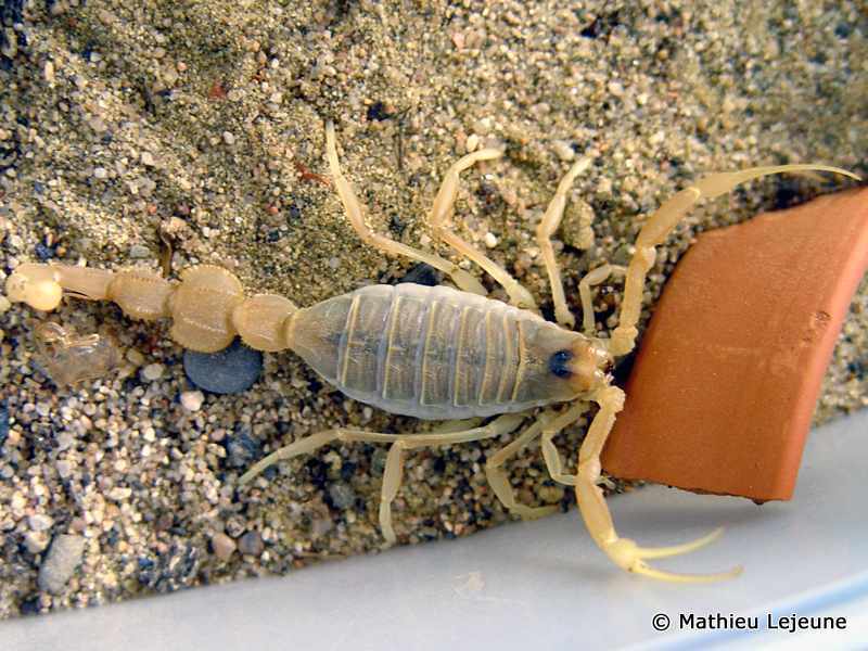 apisthobuthus_pterigocercus1ml