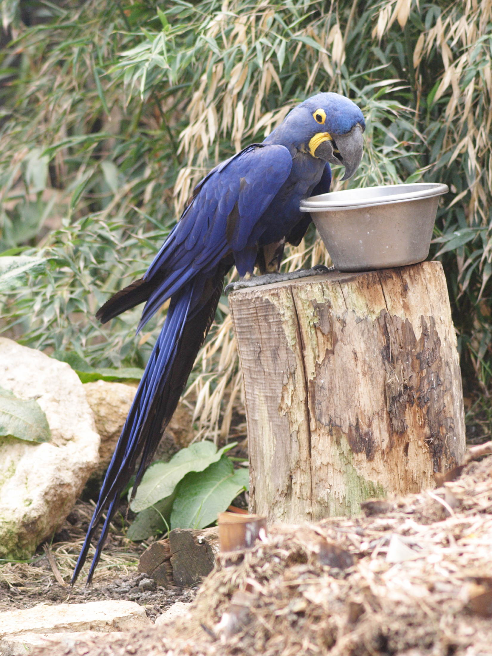 ara_hyacinthe_-_anodorhynchus_hyacinthinus1md