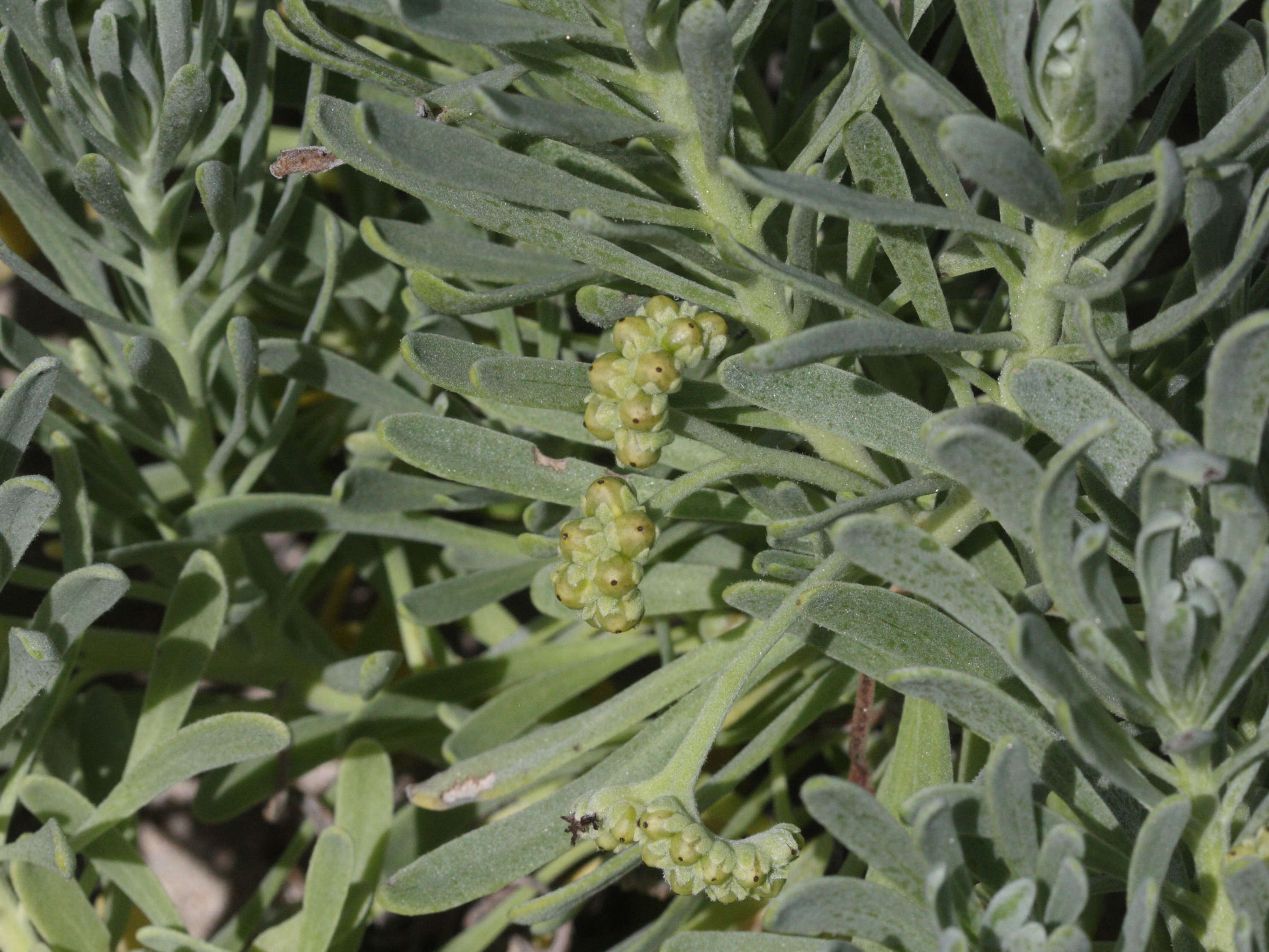 argusia_gnaphalodes2md