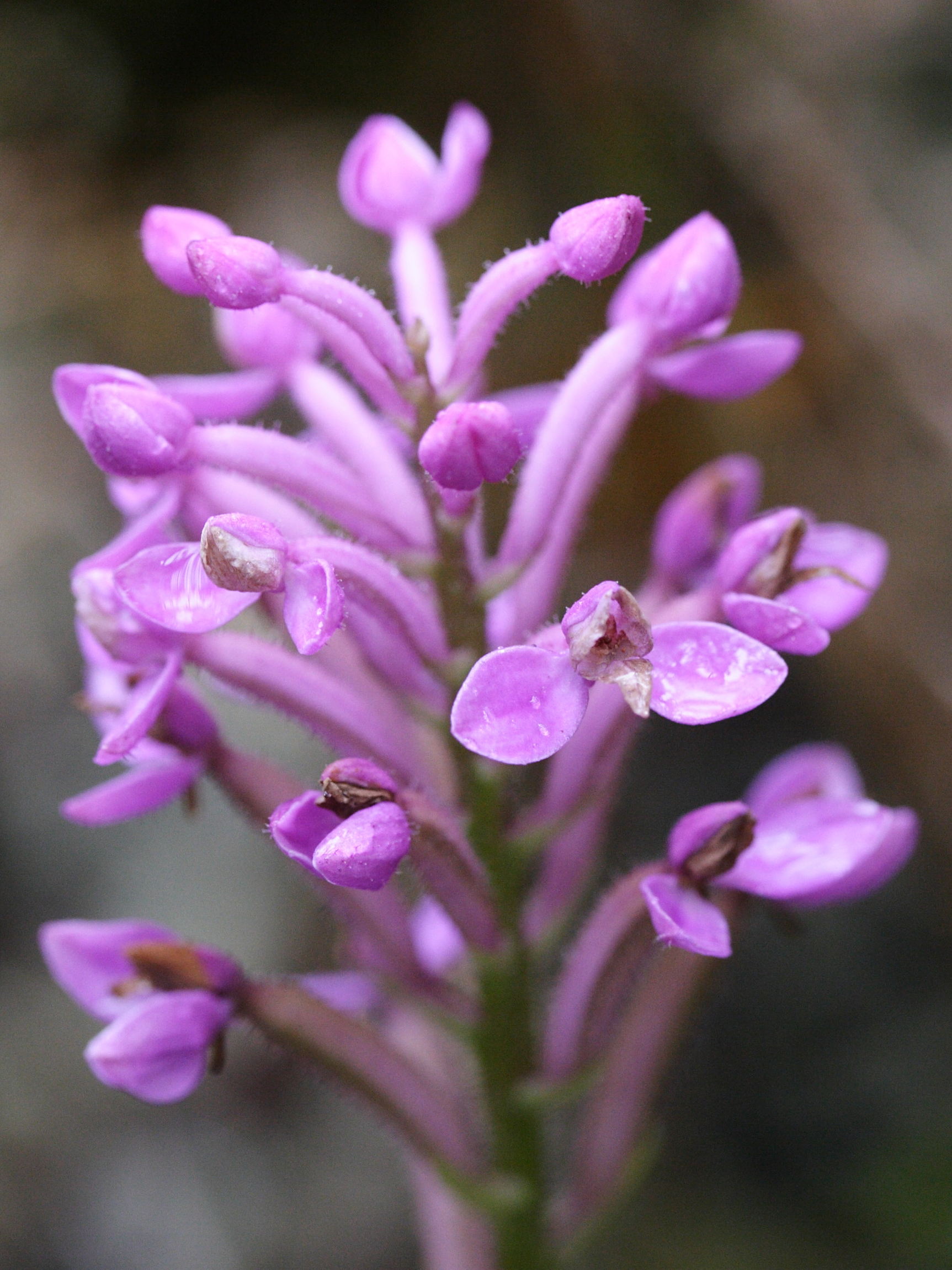 arnottia_mauritiana2md