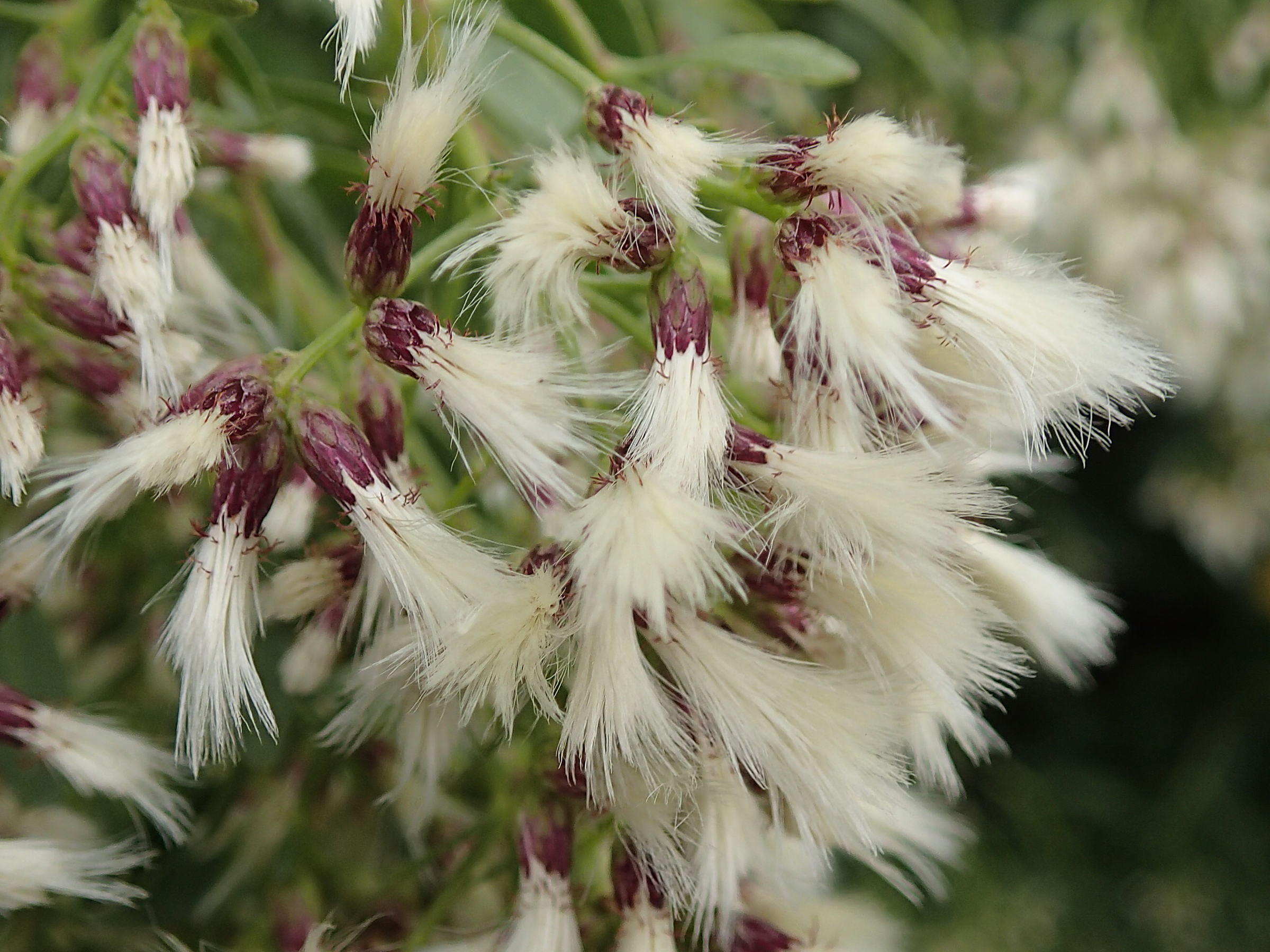 baccharis_halimifolia6md