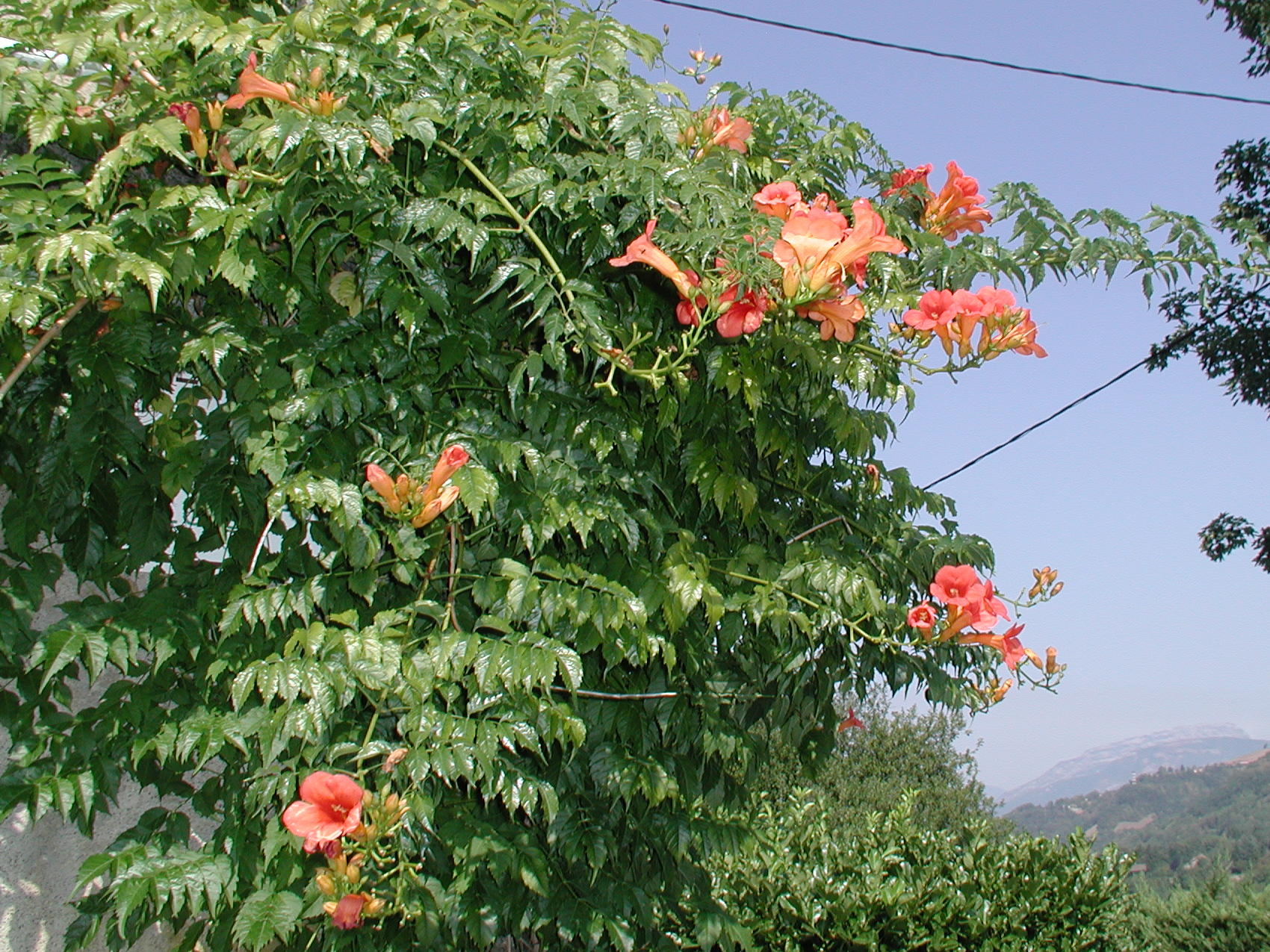 Afficher le média bignonia_grandiflora1md bignonia_grandiflora1md