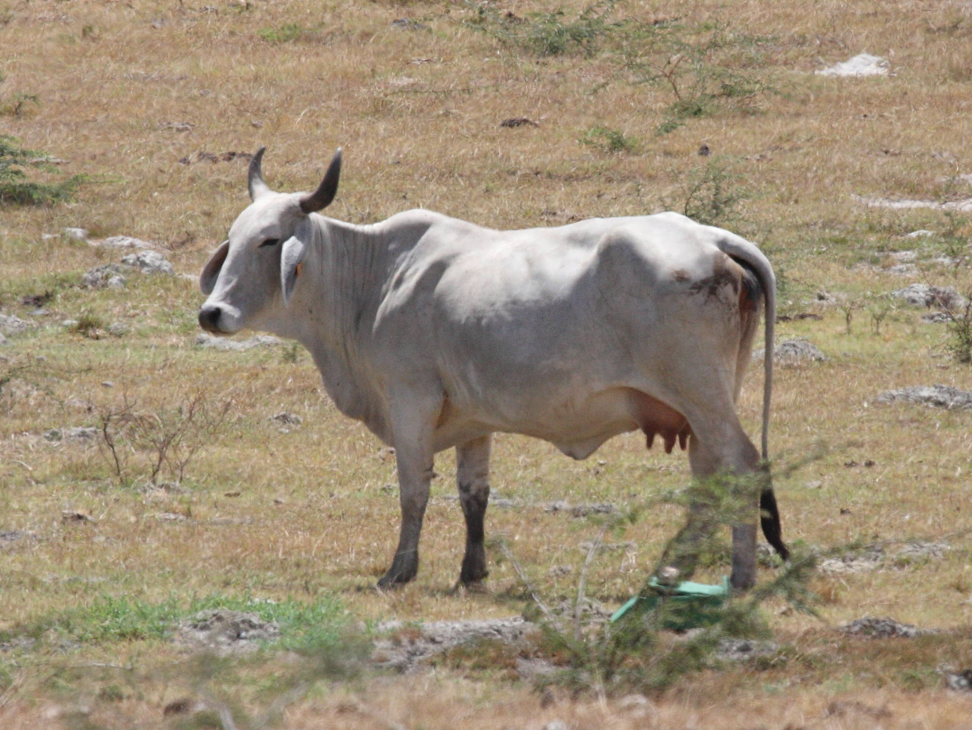 bos_taurus_indicus2bd