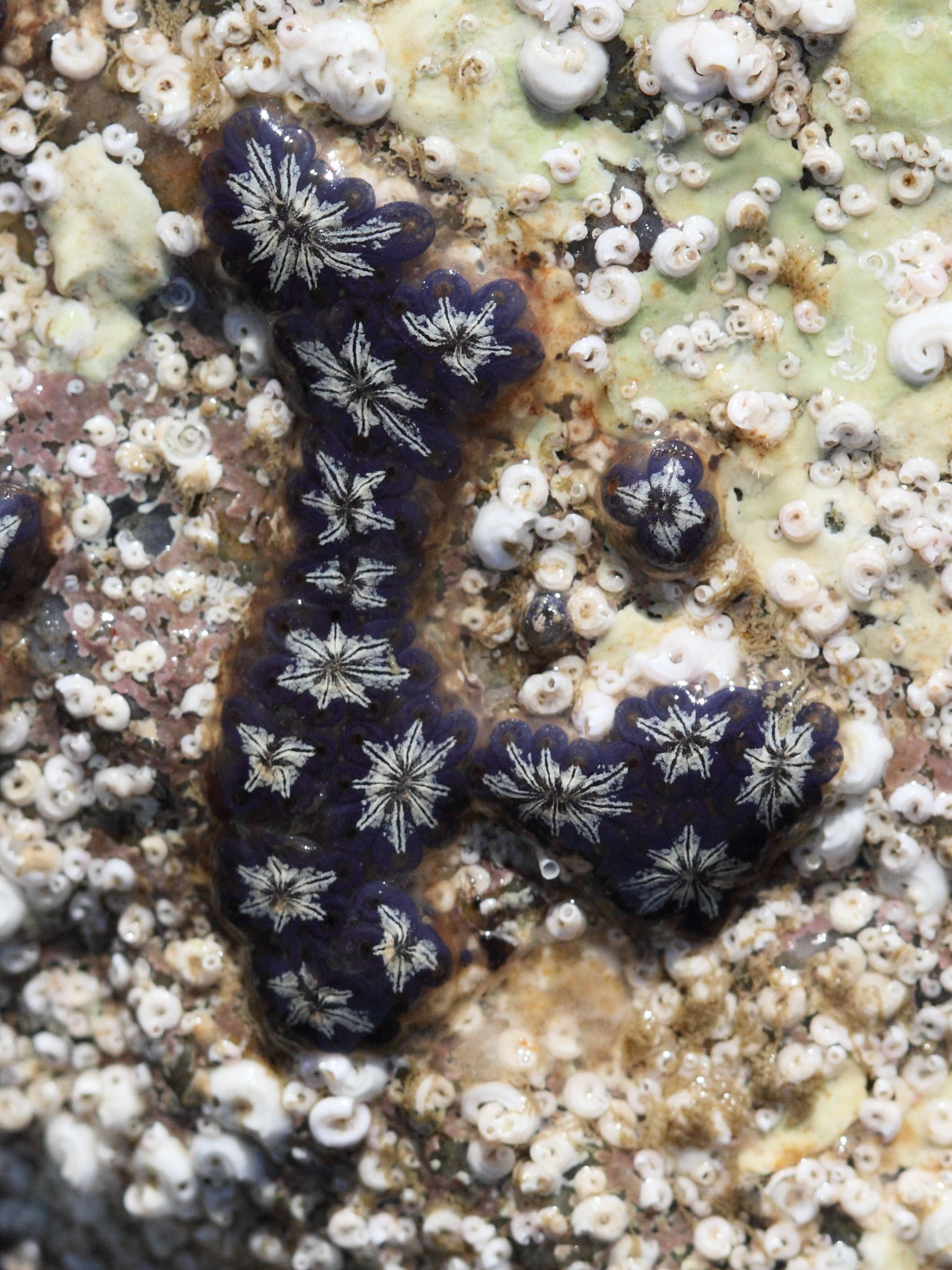 Afficher le média botryllus_schlosseri5bd botryllus_schlosseri5bd