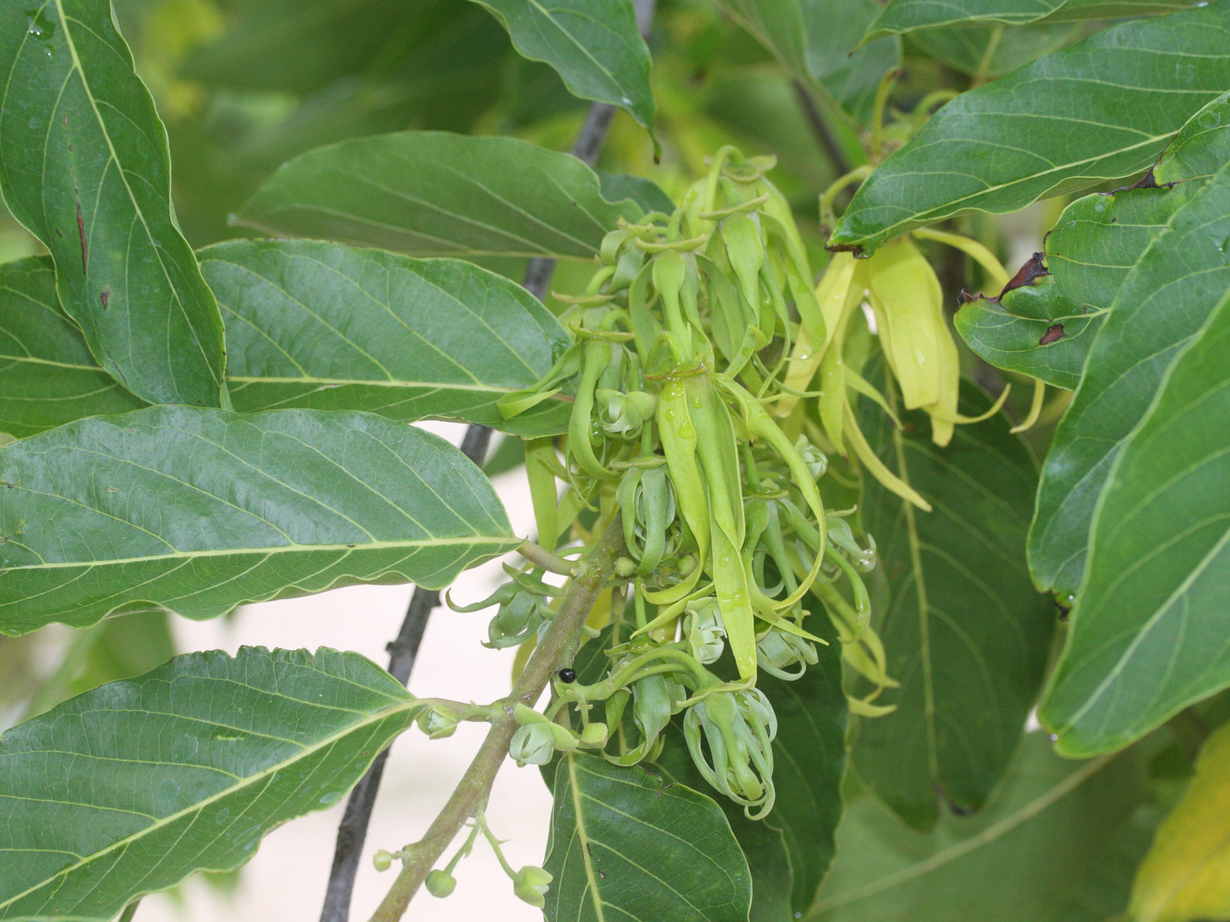 Afficher le média cananga_odorata8md cananga_odorata8md