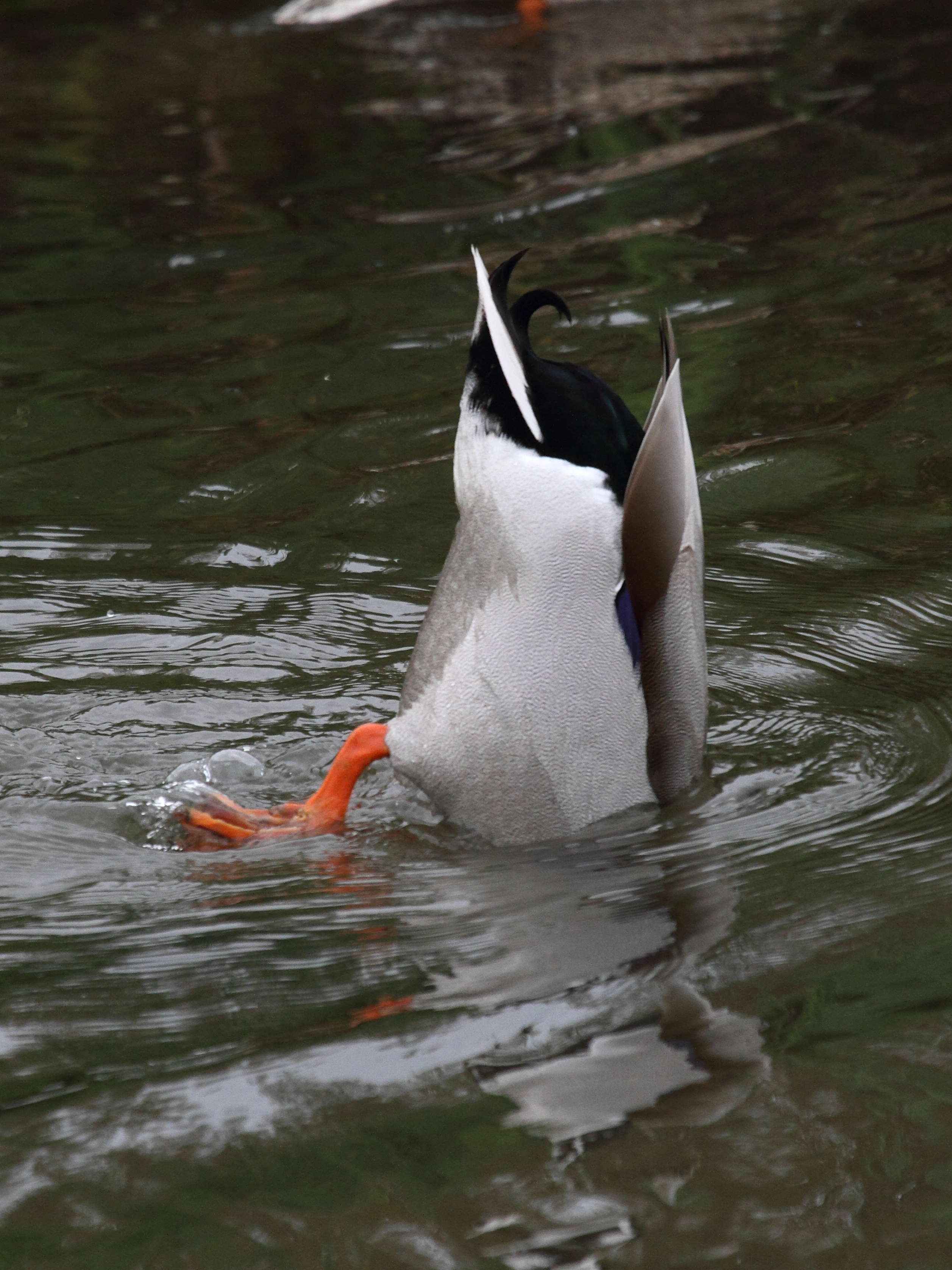 canard_colvert_-_anas_platyrhynchos2md