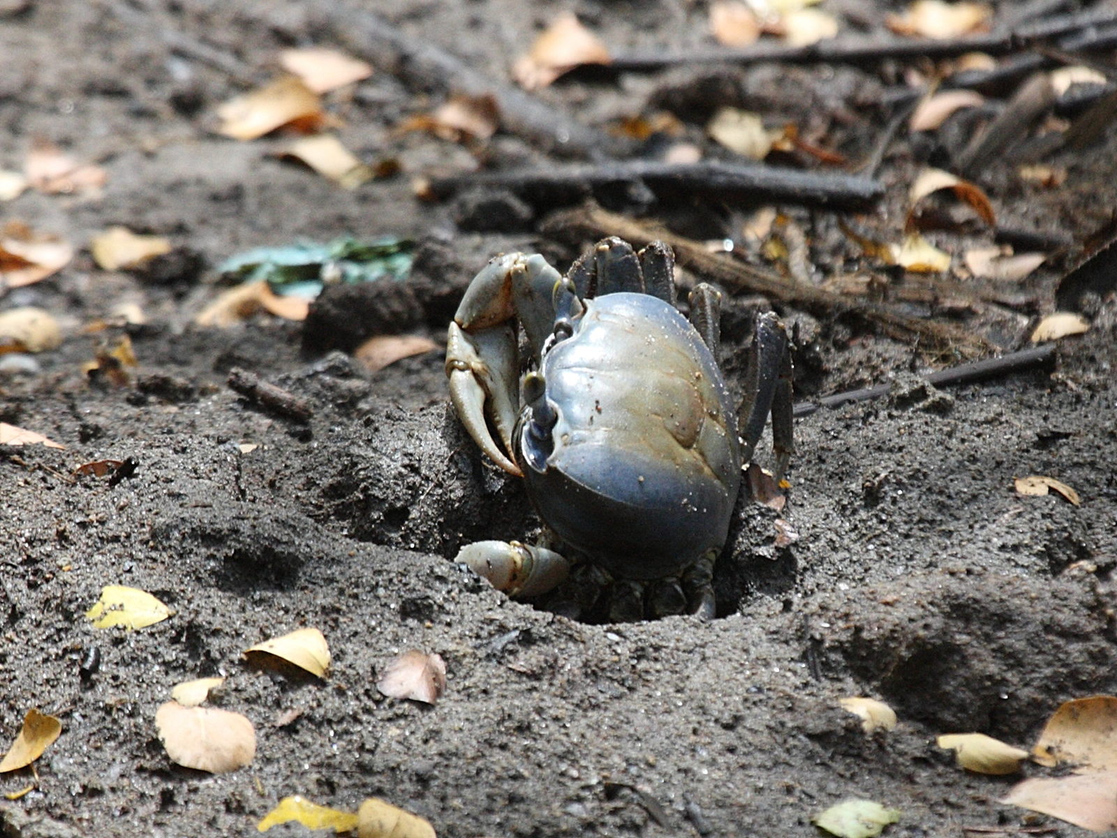 cardisoma_guanhumi2bd