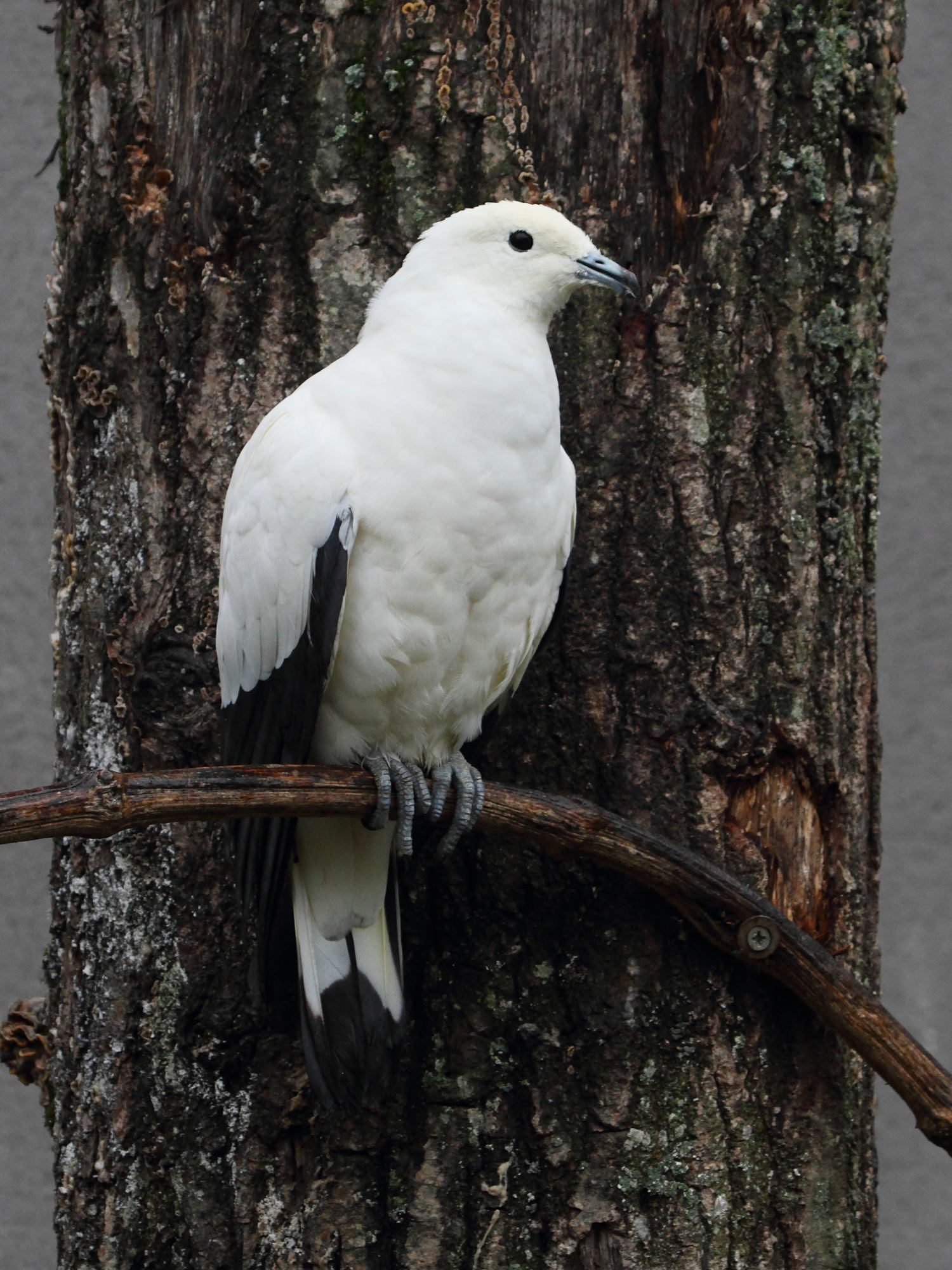 carpophage_blanc_-_ducula_bicolor4bd