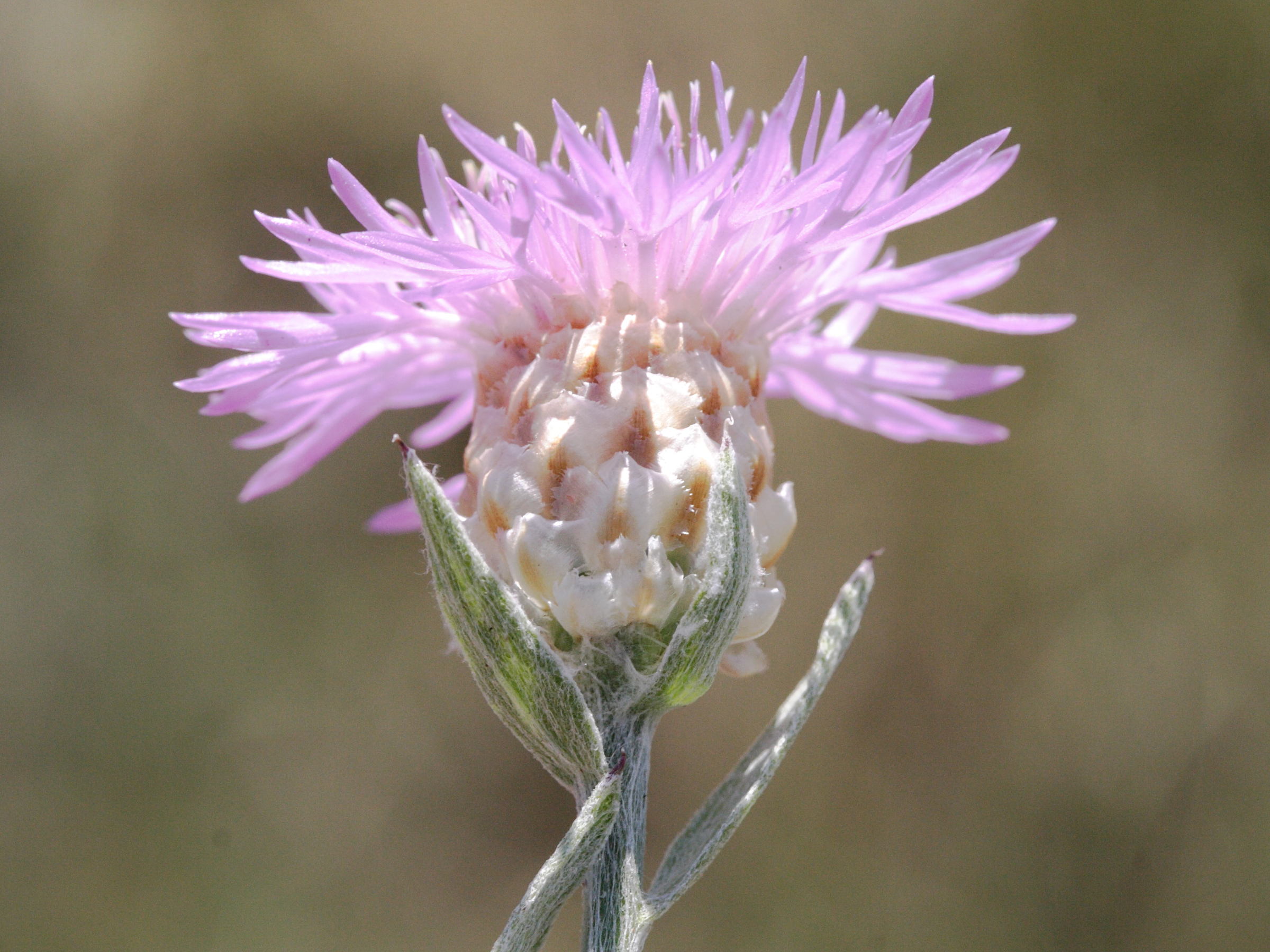 Centaurea_jacea