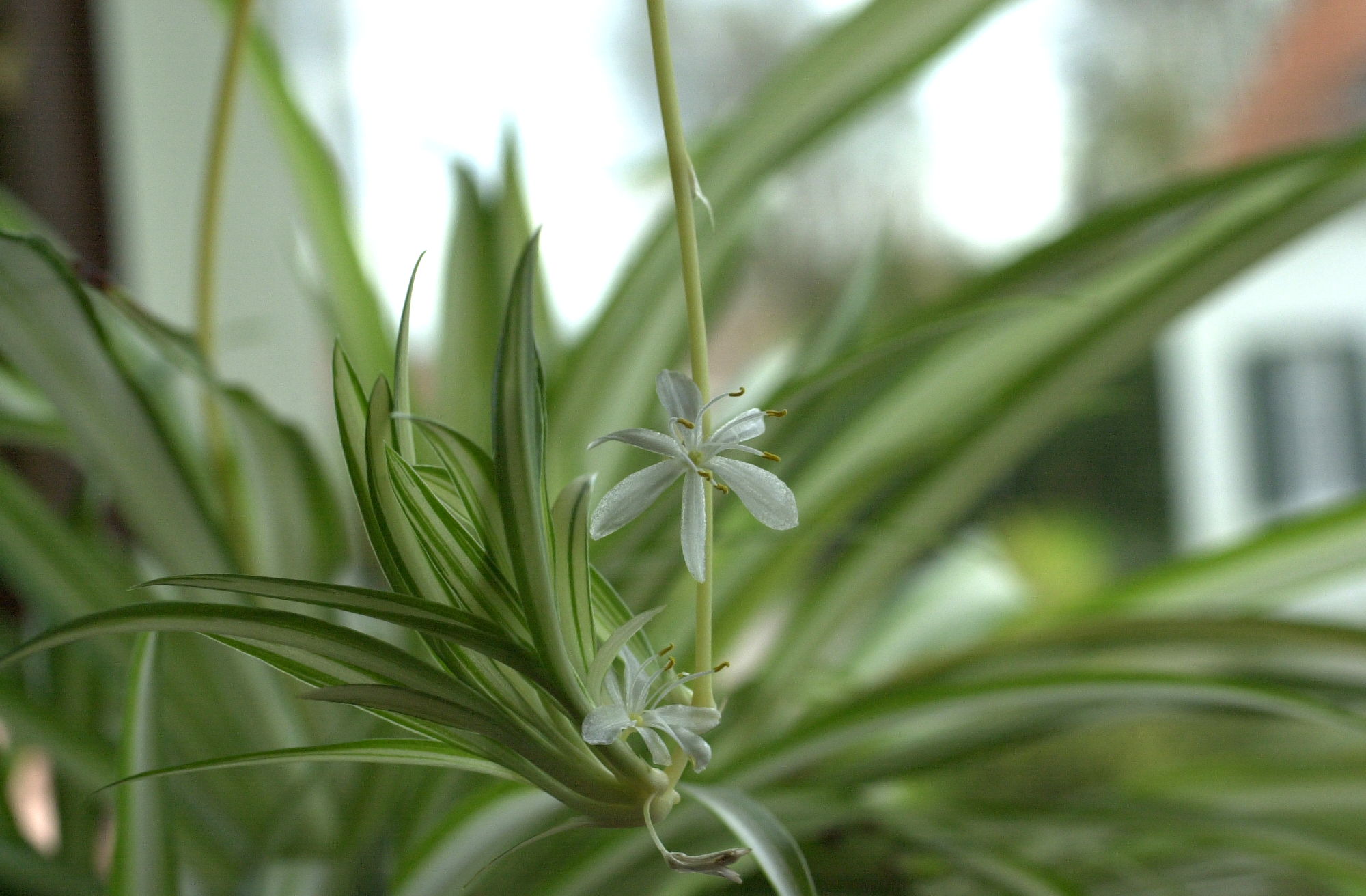 chlorophytum_comosum2md