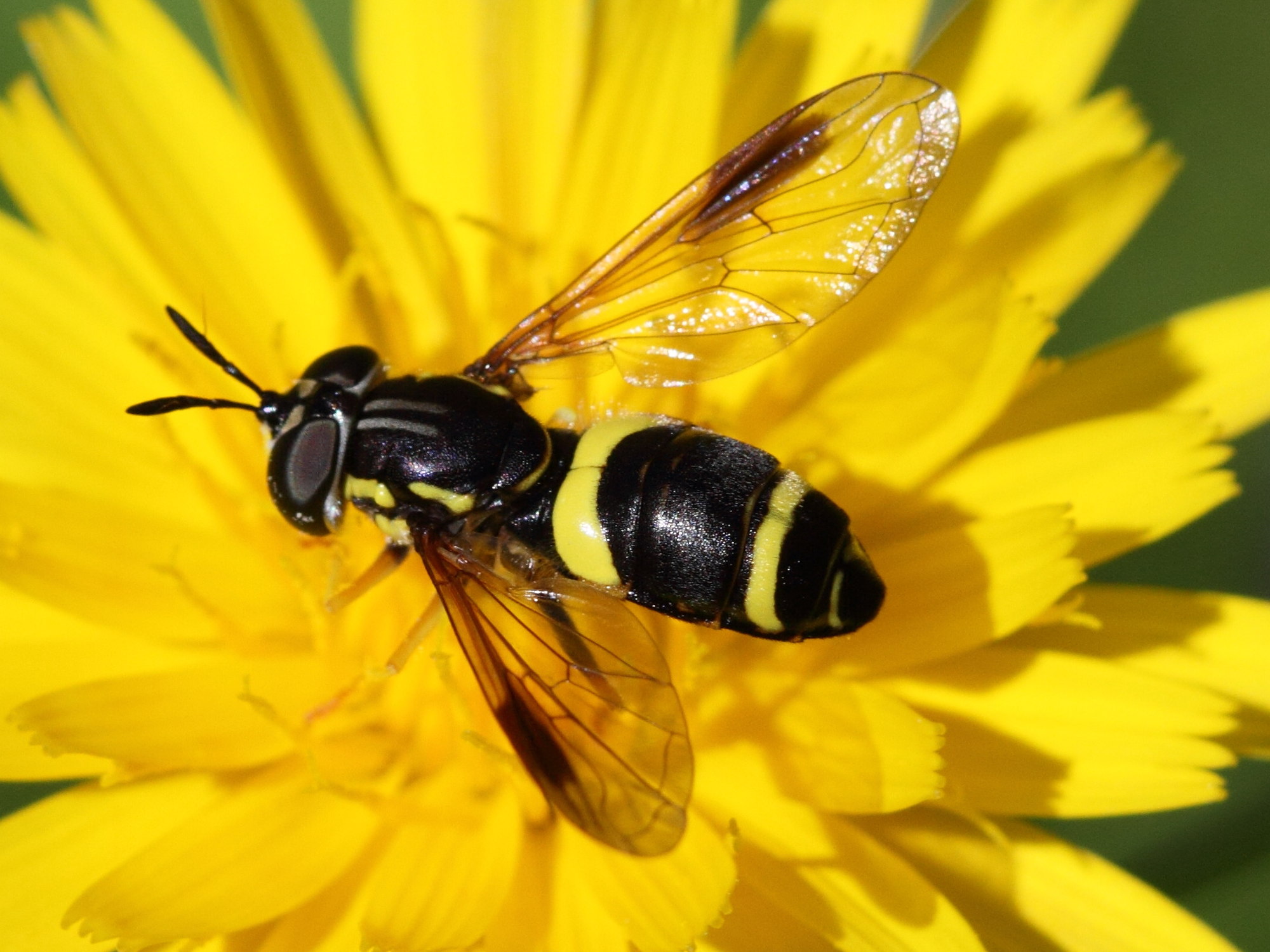 chrysotoxum_bicinctum2bd