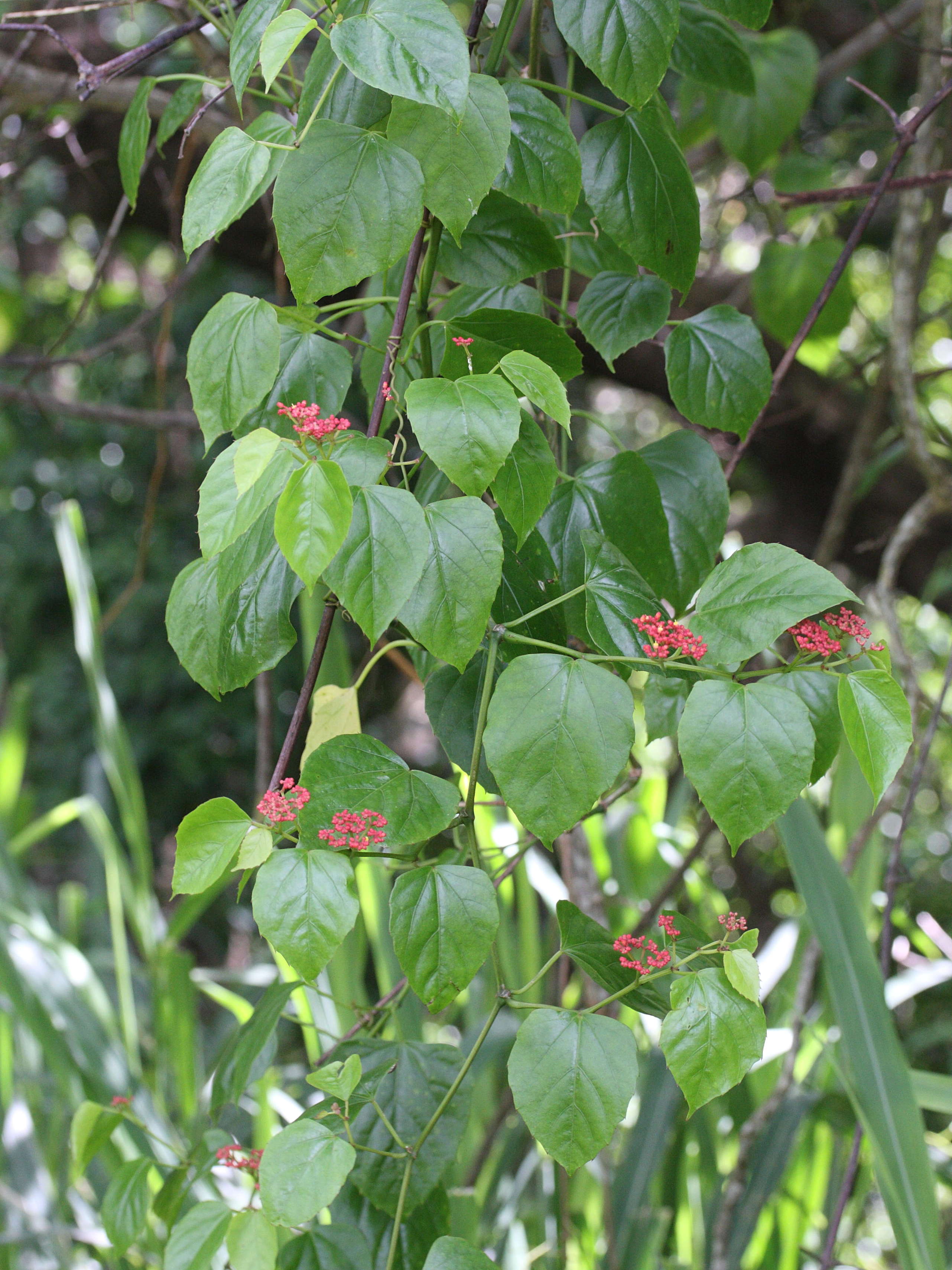 cissus_verticillata2md