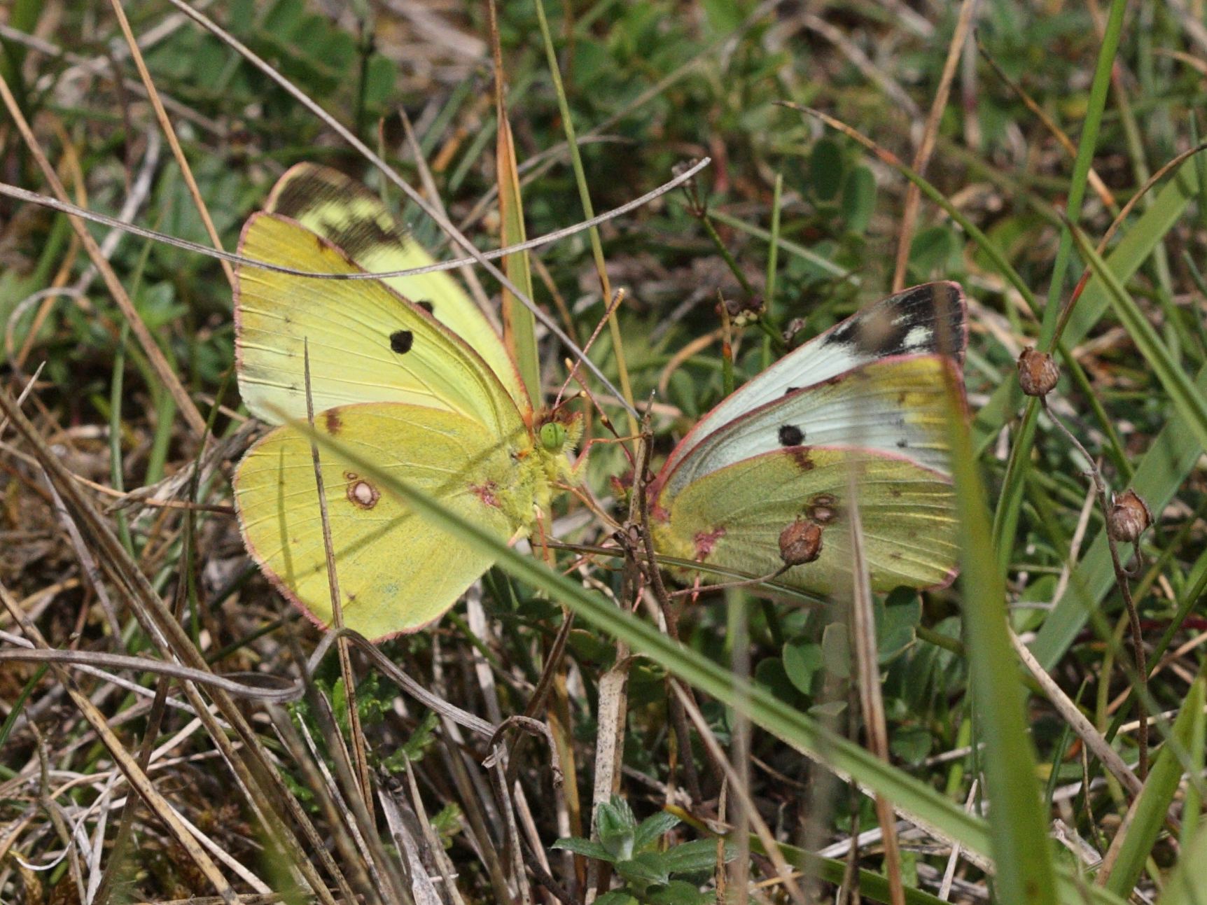 colias_alfacariensis3bd