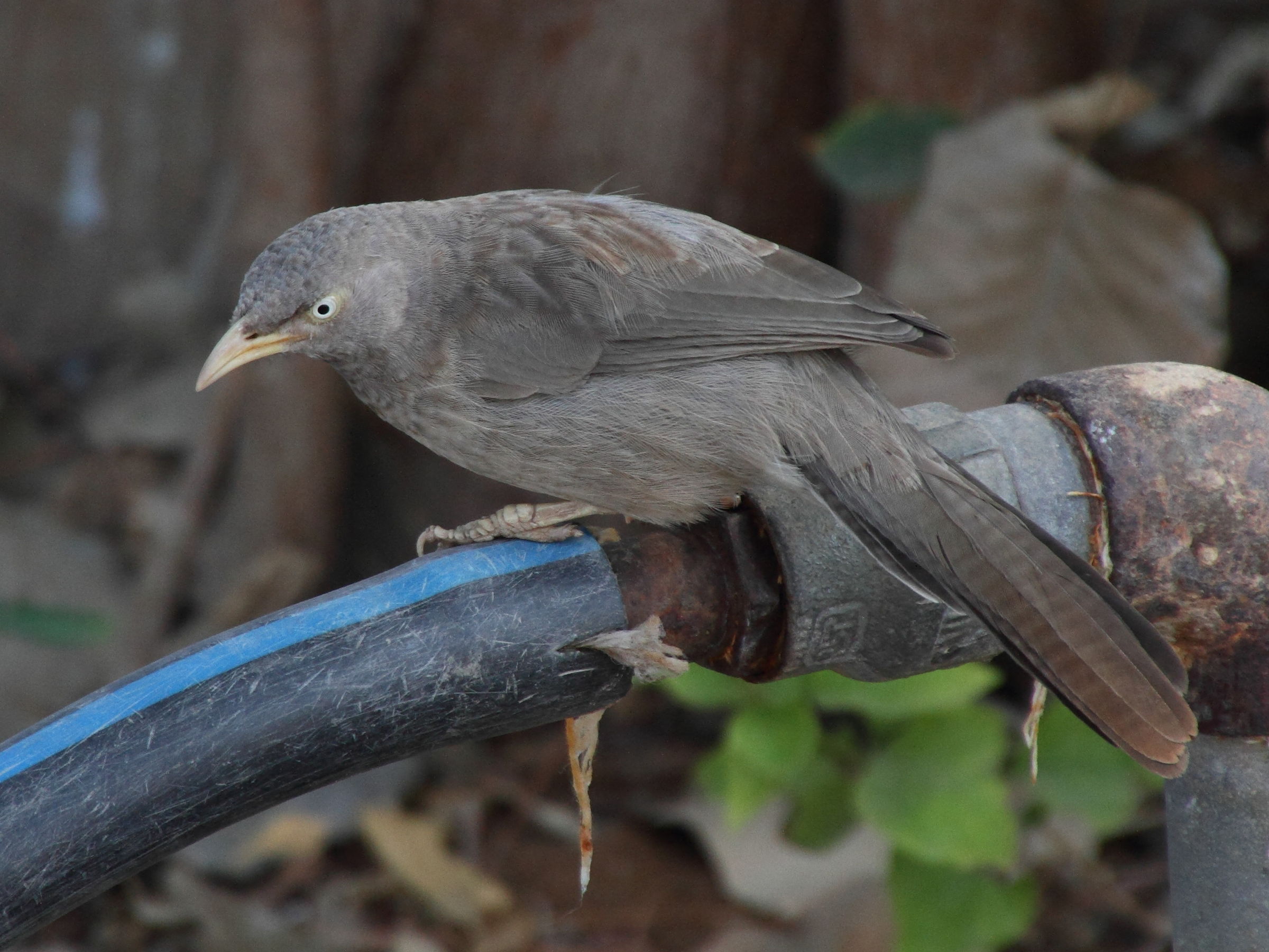 craterope_de_brousse_-_turdoides_striata4bd