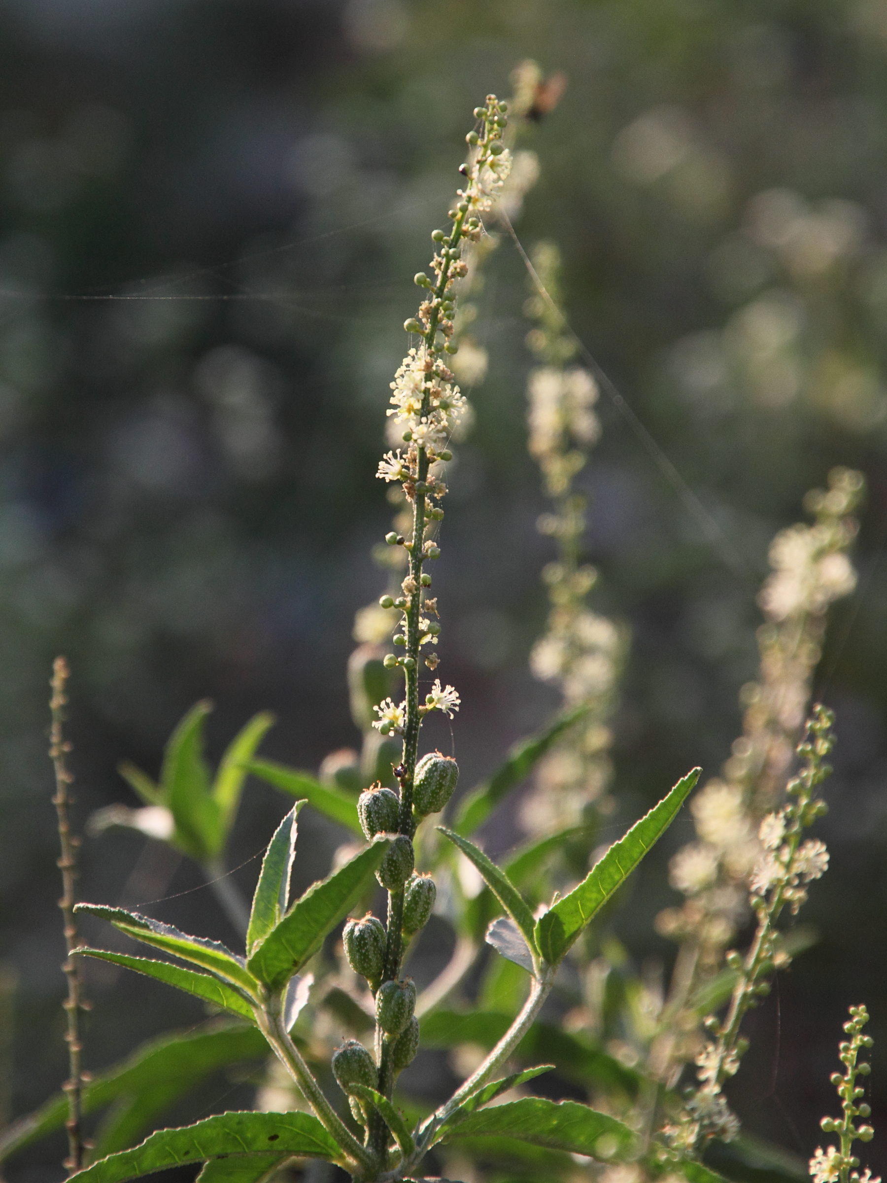 croton_bonplandianus5md