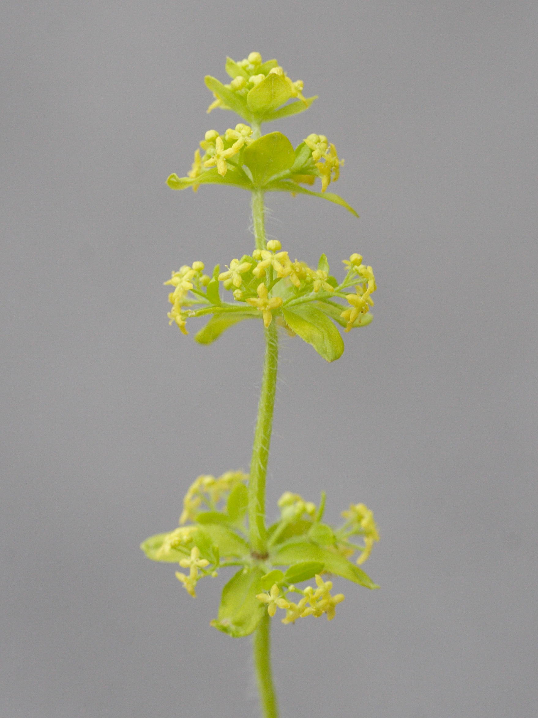 Afficher le média cruciata_laevipes4md cruciata_laevipes4md