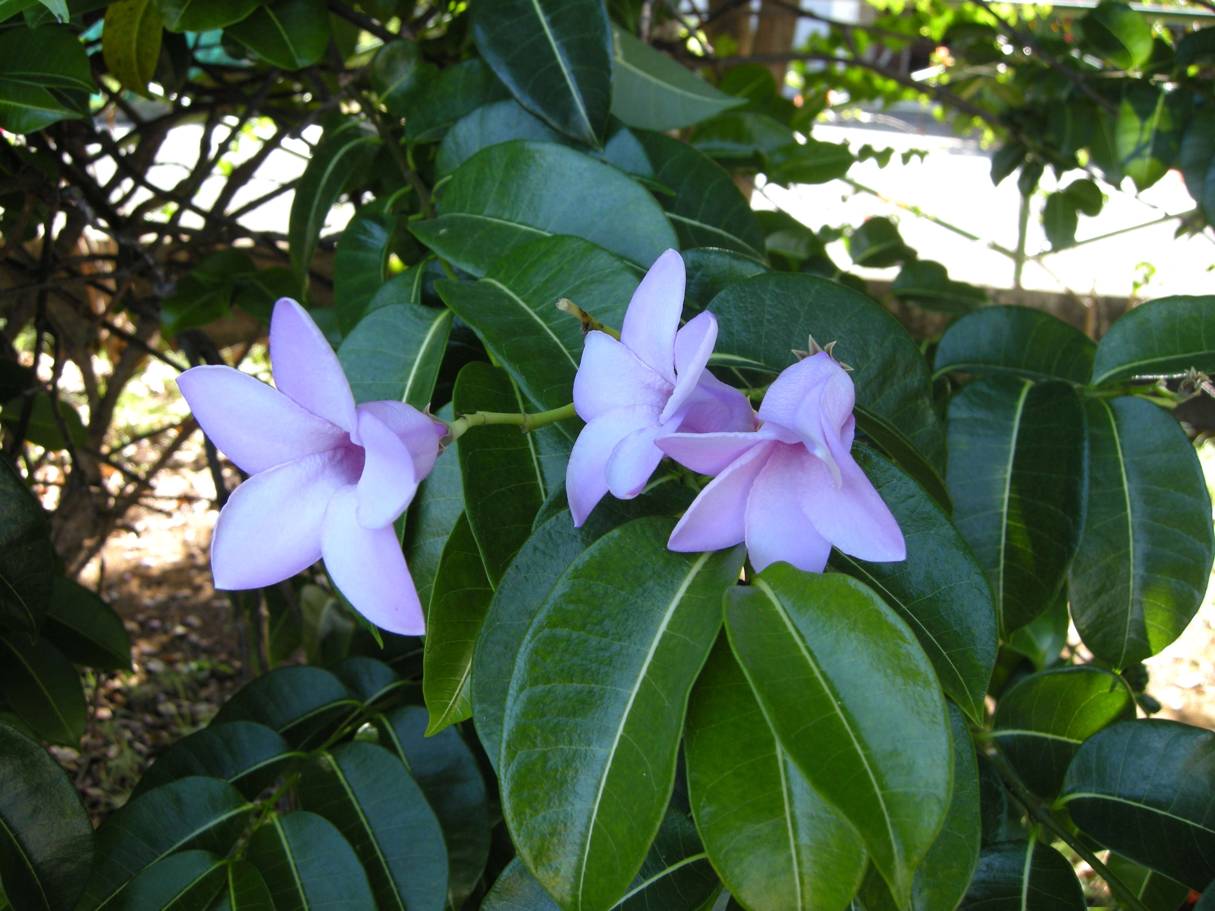 Cryptostegia_madagascariensis