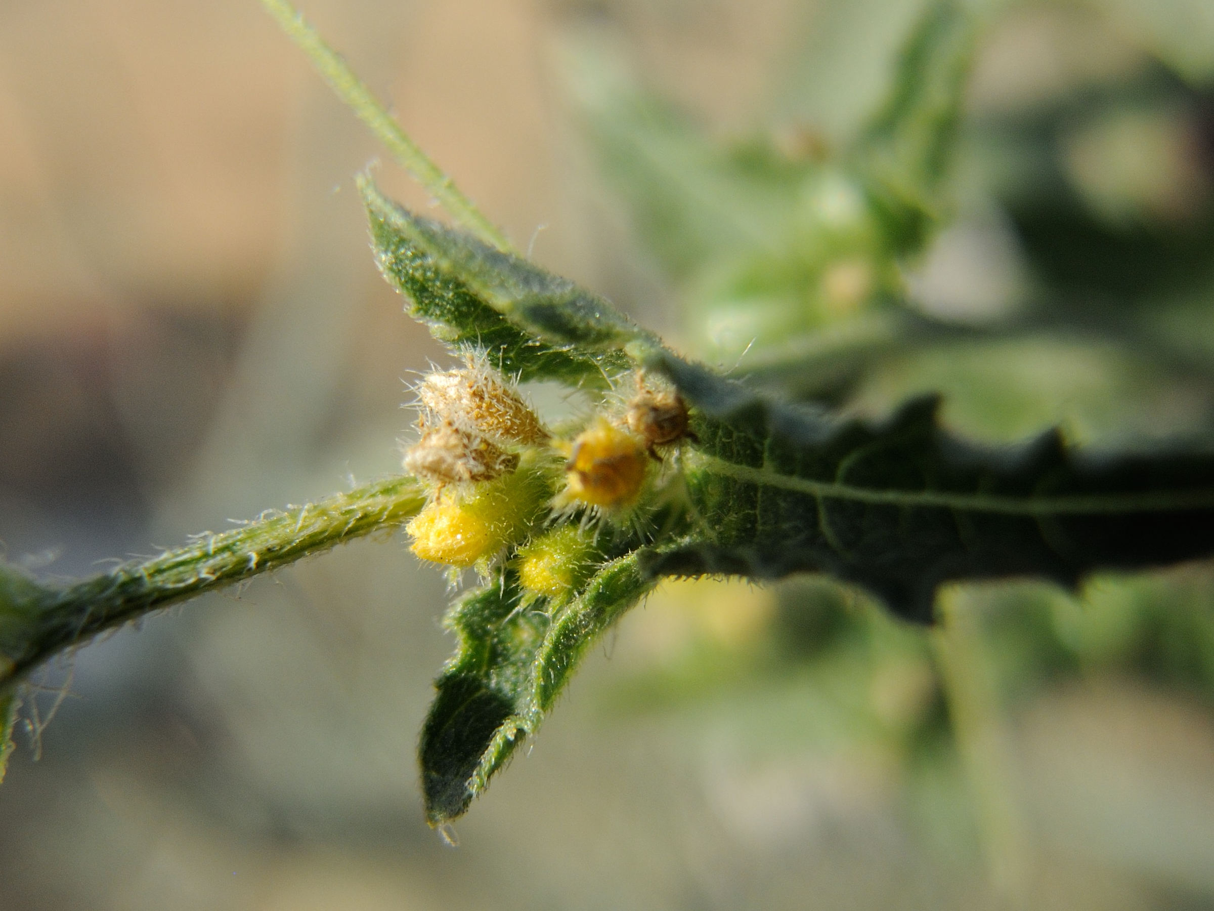 cucumis_maderaspatanus3md