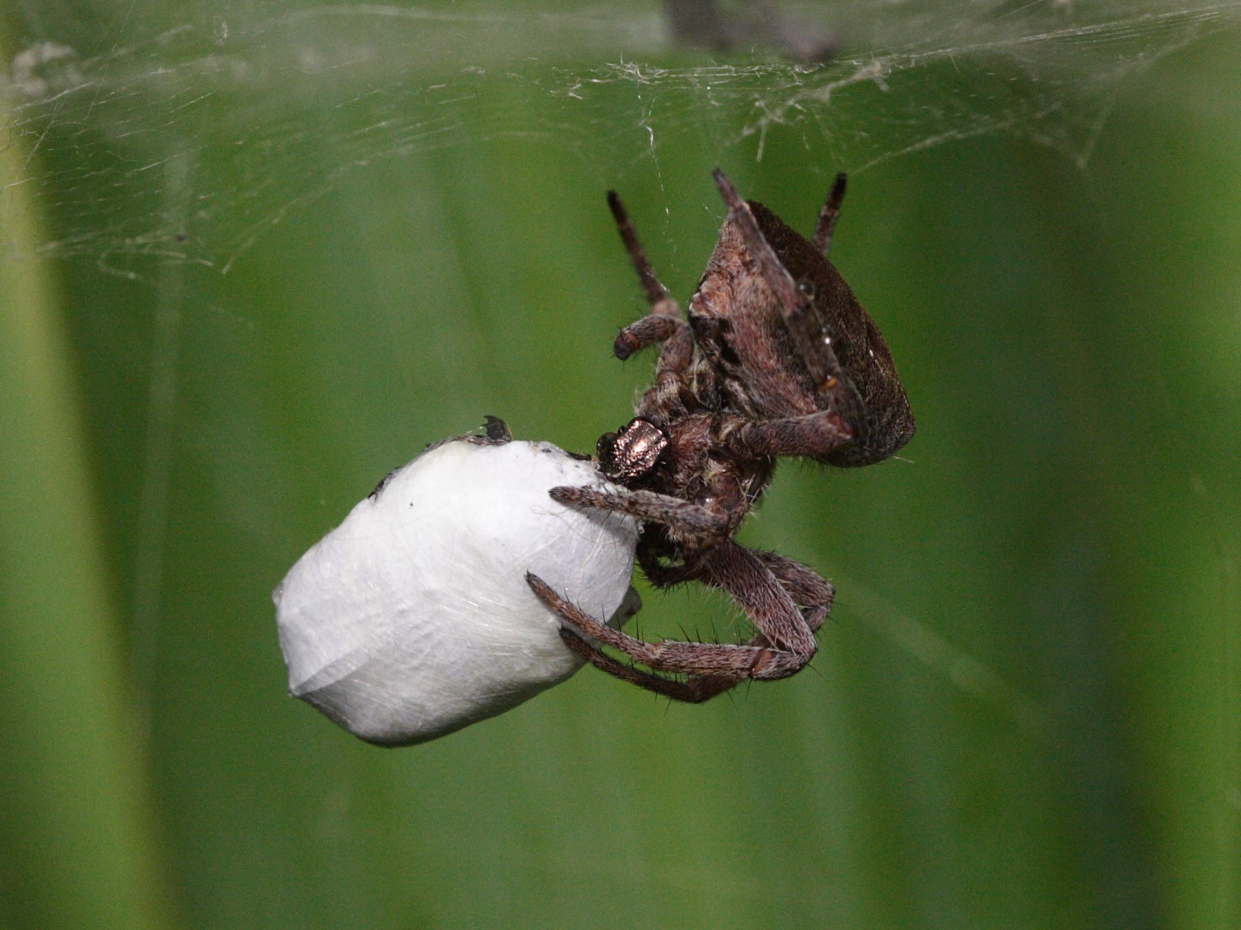 cyrtophora_citricola3bd