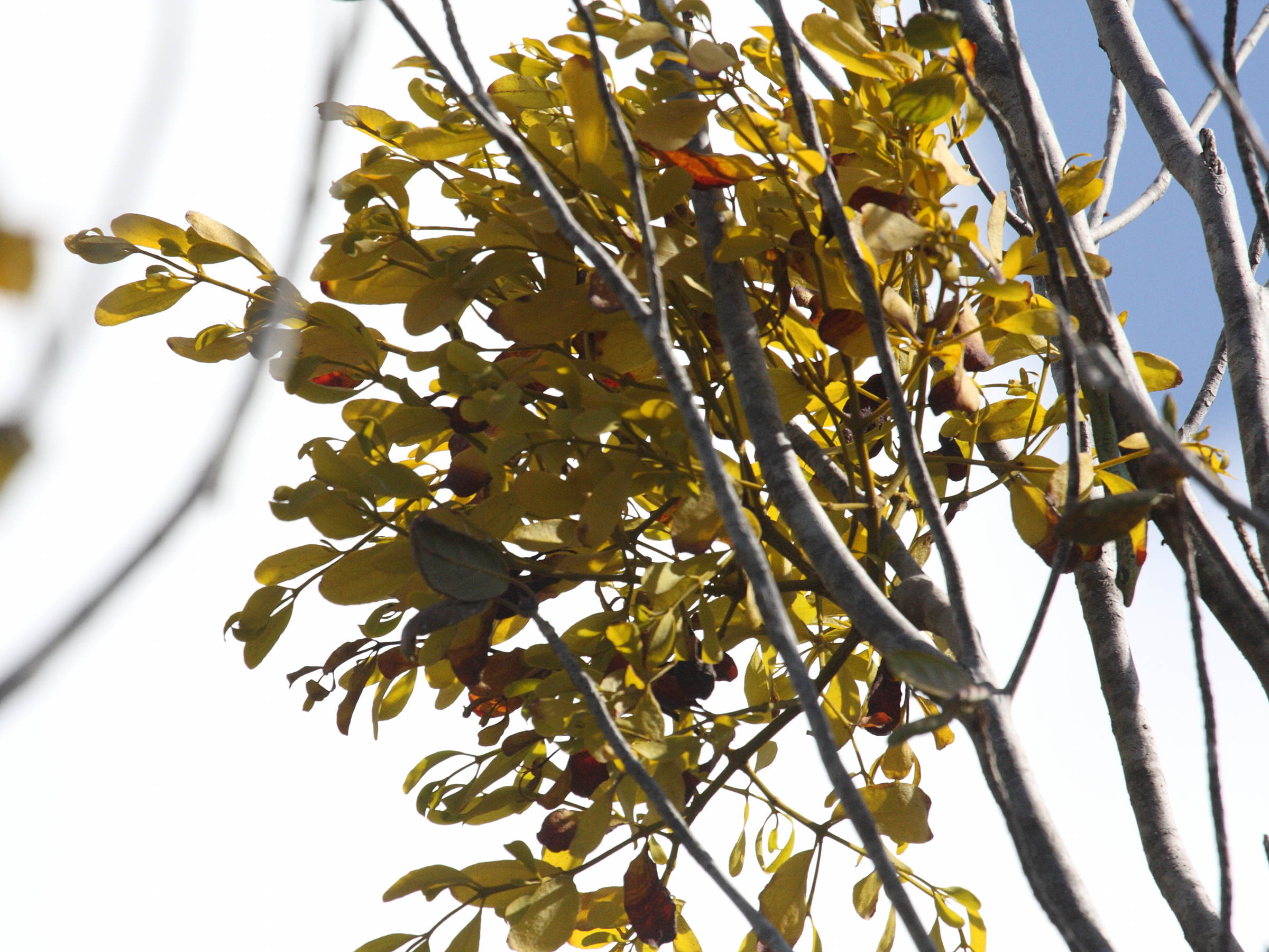 Afficher le média dendropemon_caribaeus3bd dendropemon_caribaeus3bd