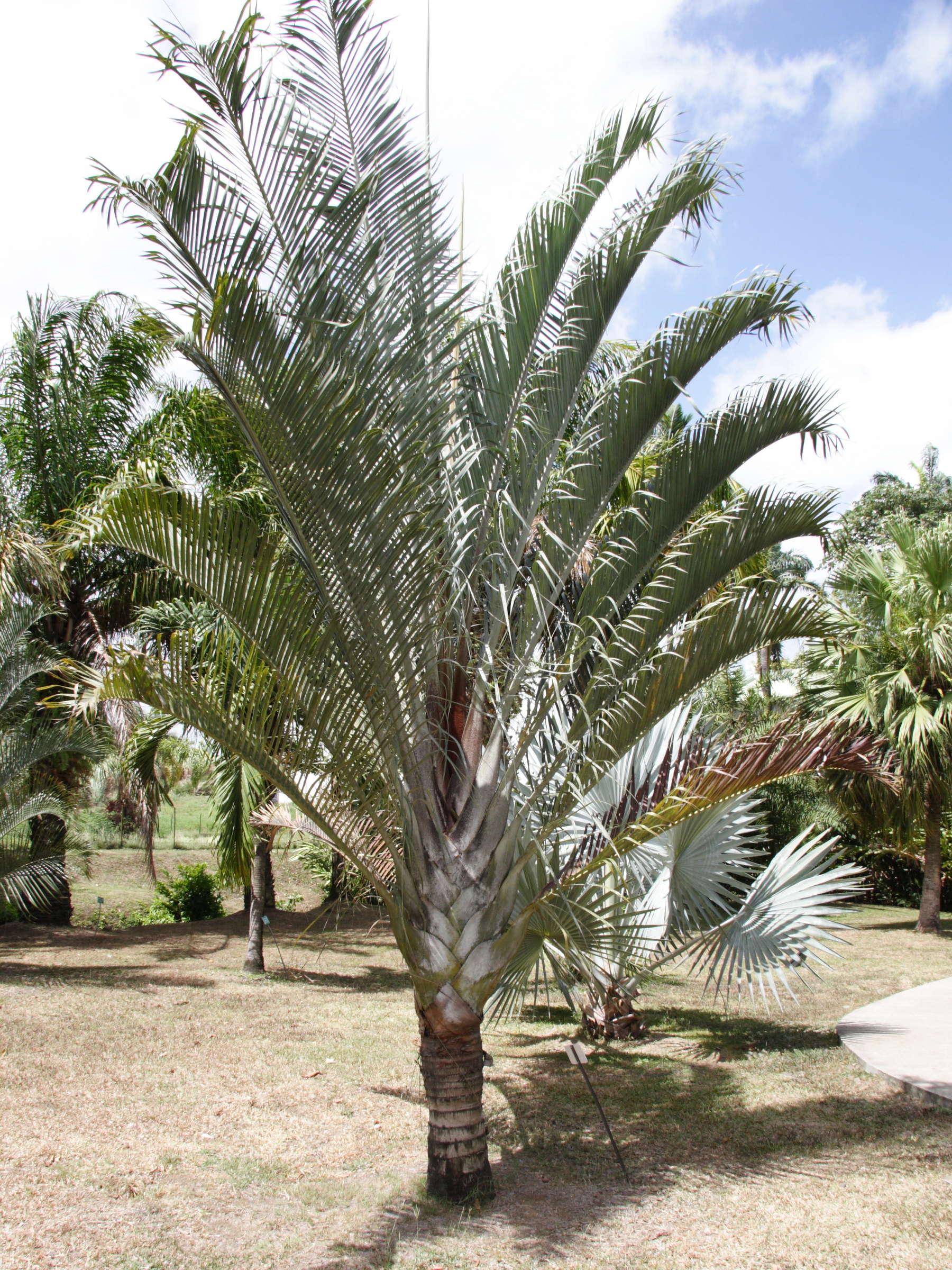 dypsis_decaryi1md