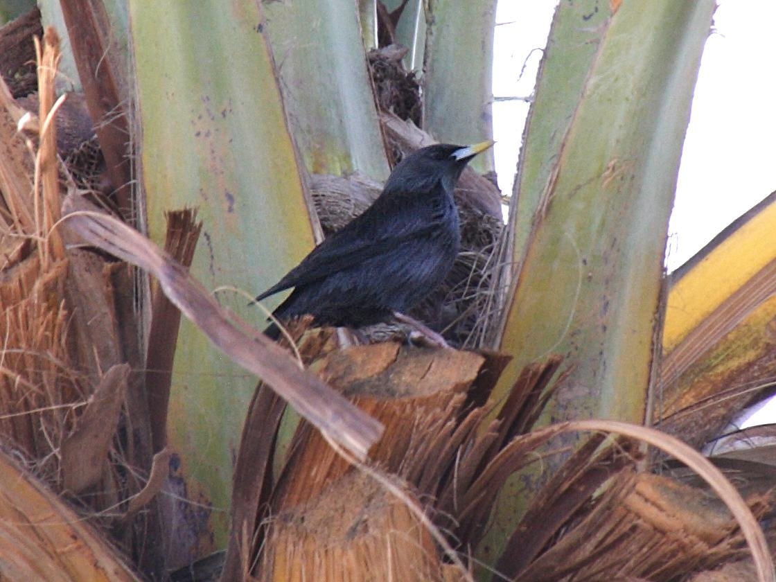 etourneau_unicolore_-_sturnus_unicolor4bd