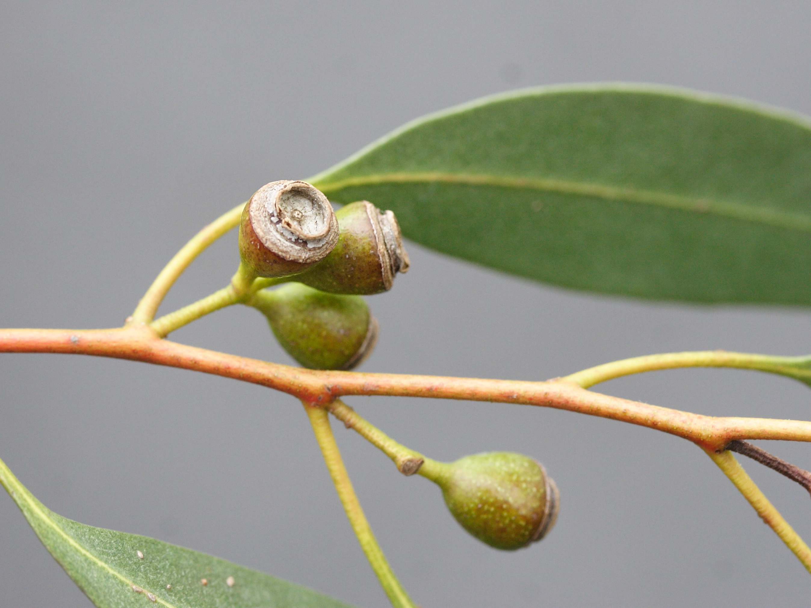 eucalyptus_urnigera4md