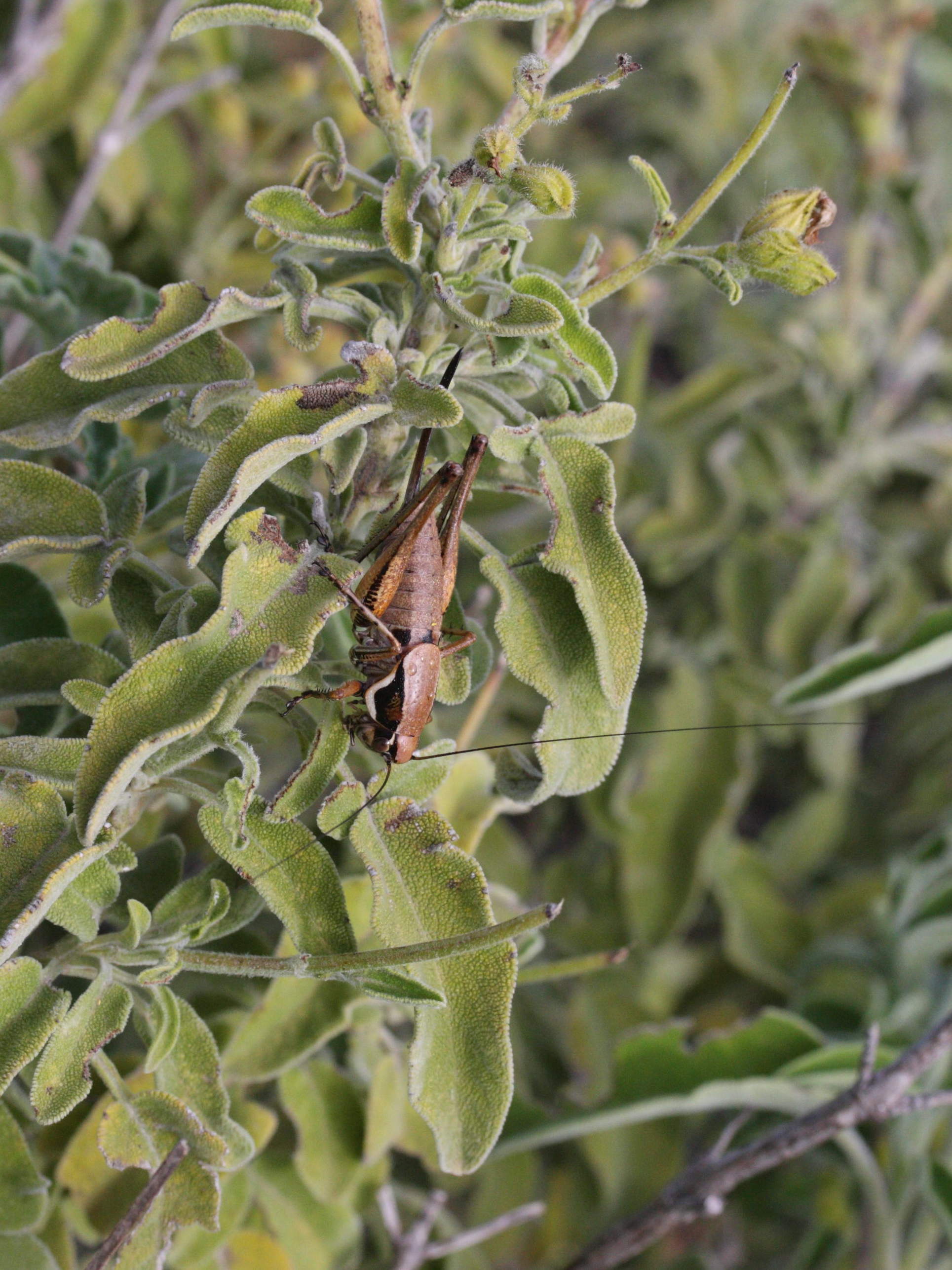 eupholidoptera_smyrnensis4md