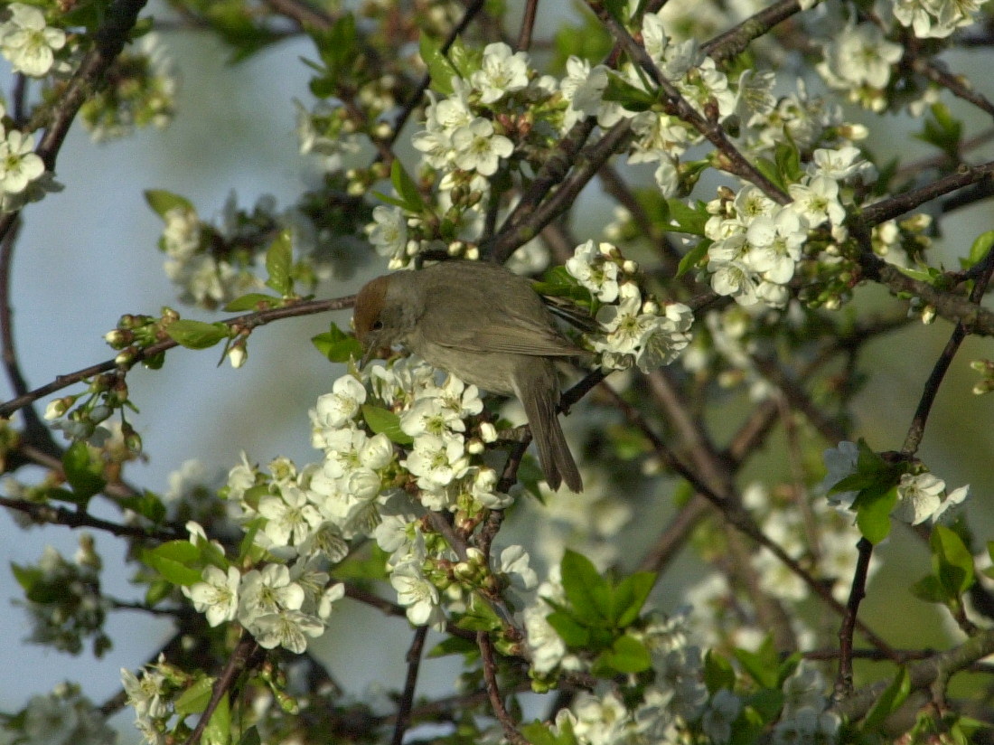 fauvette_a_tete_noire_-_sylvia_atricapilla3bd