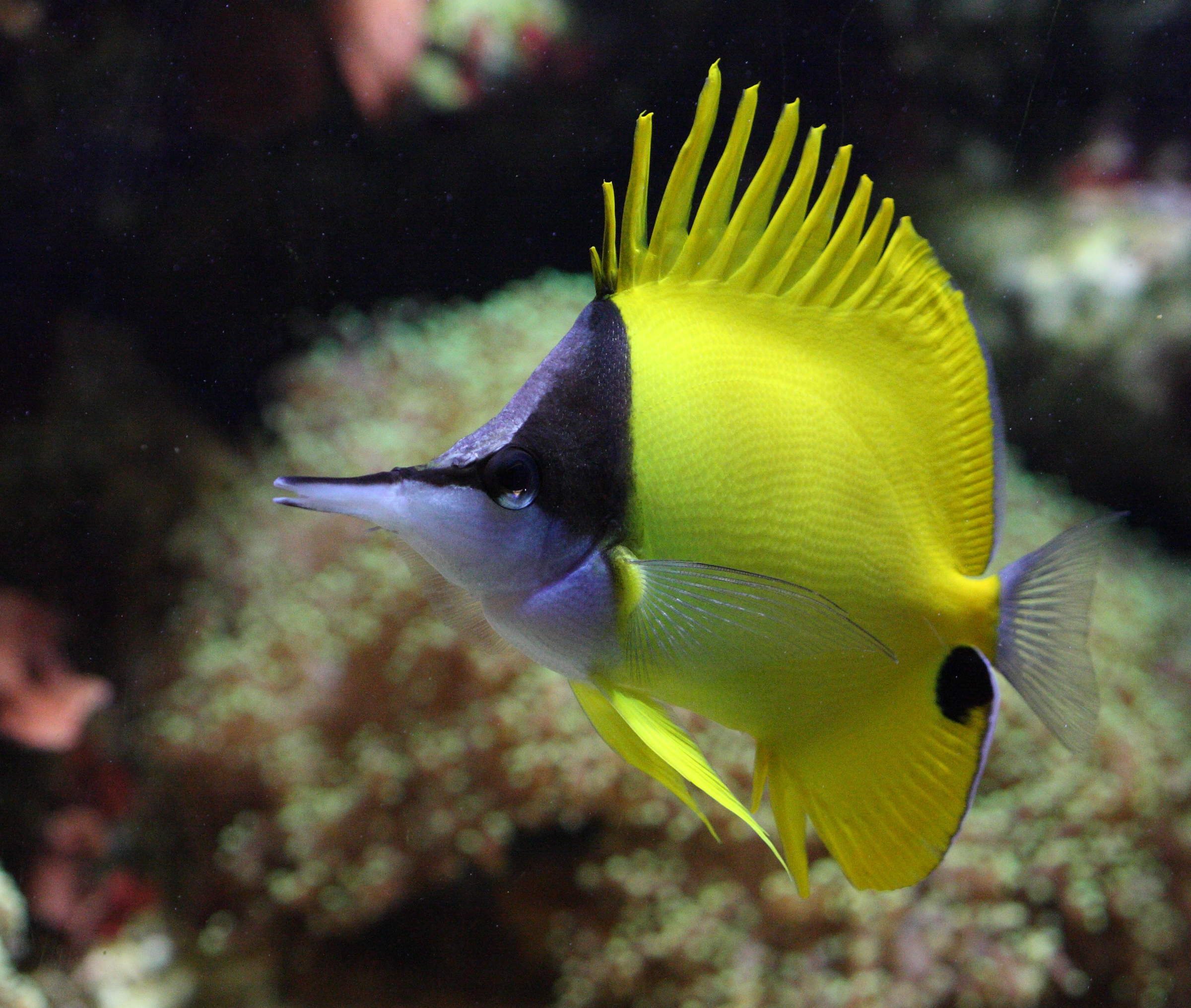 forcipiger_flavissimus1bd