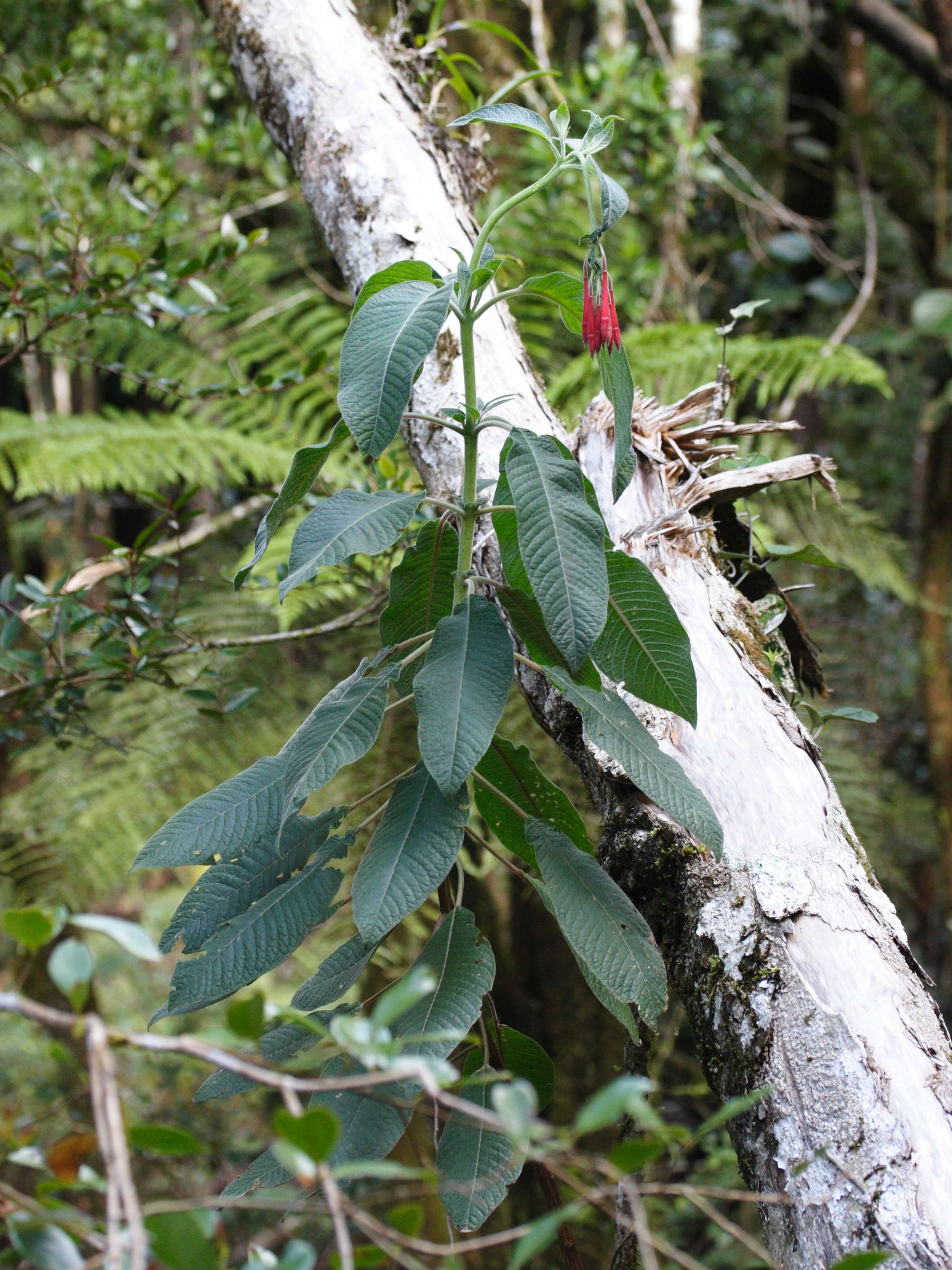 Afficher le média fuchsia_boliviana1md fuchsia_boliviana1md