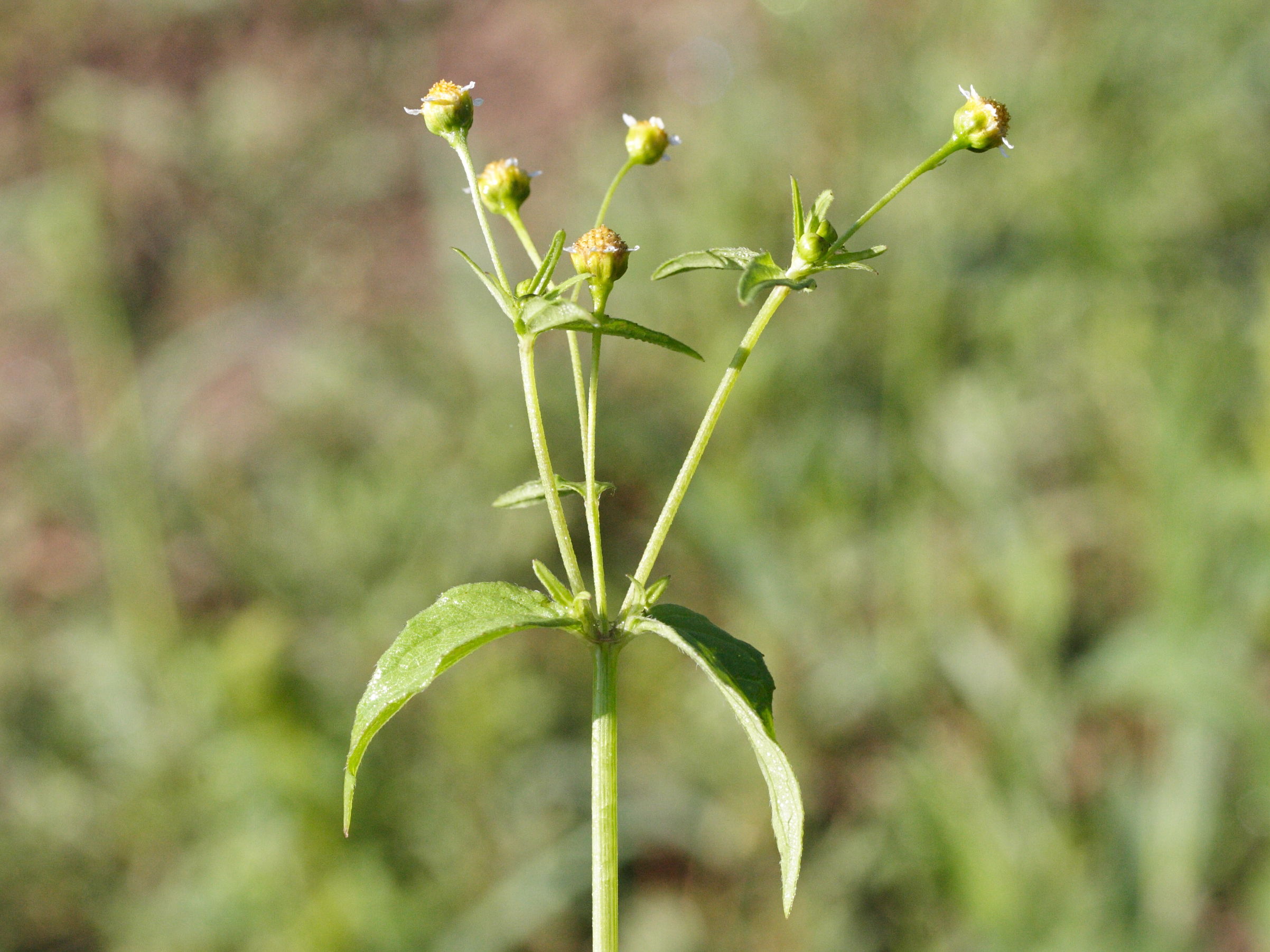 galinsoga_parviflora3md