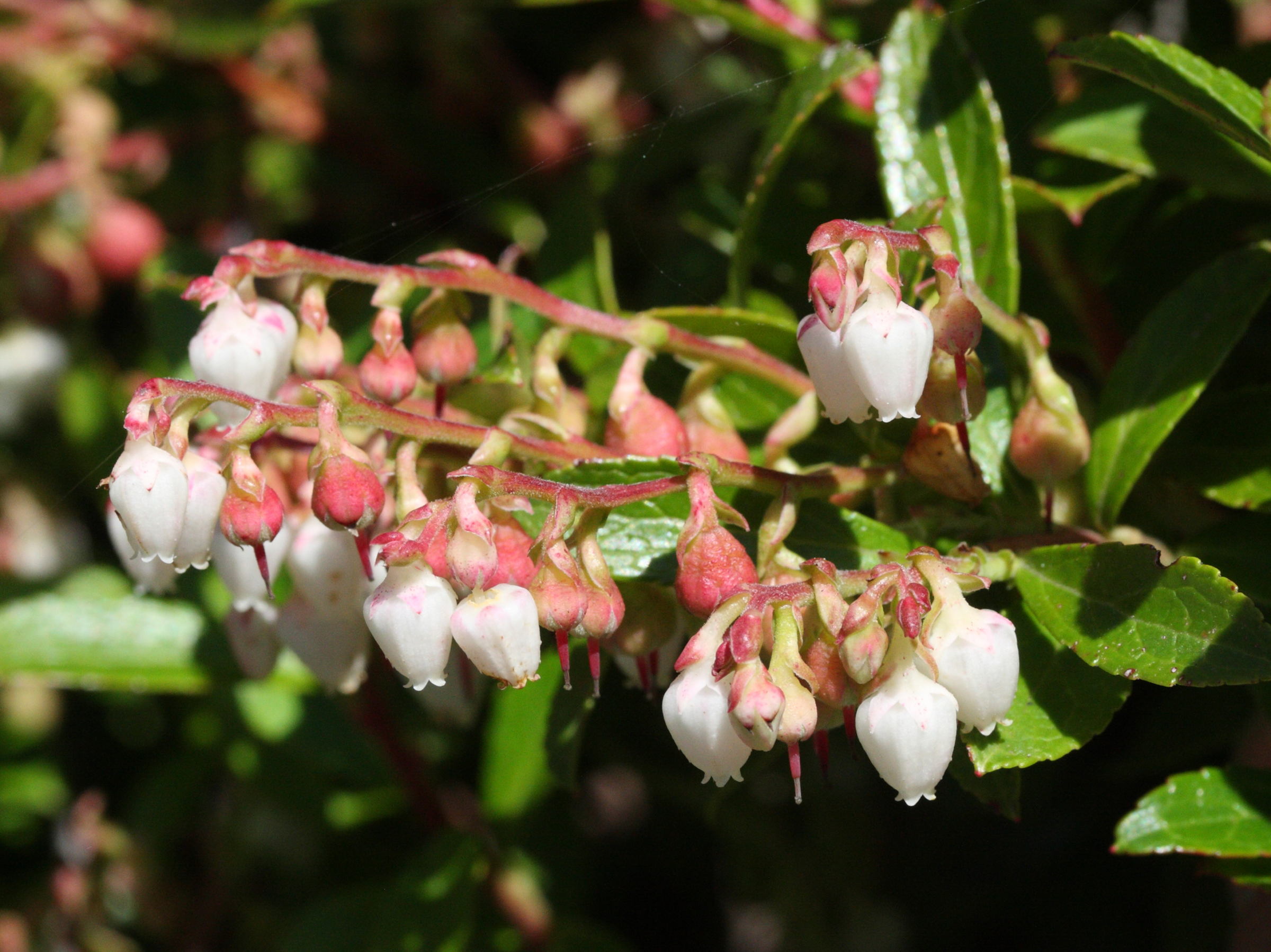 gaultheria_cuneata2md