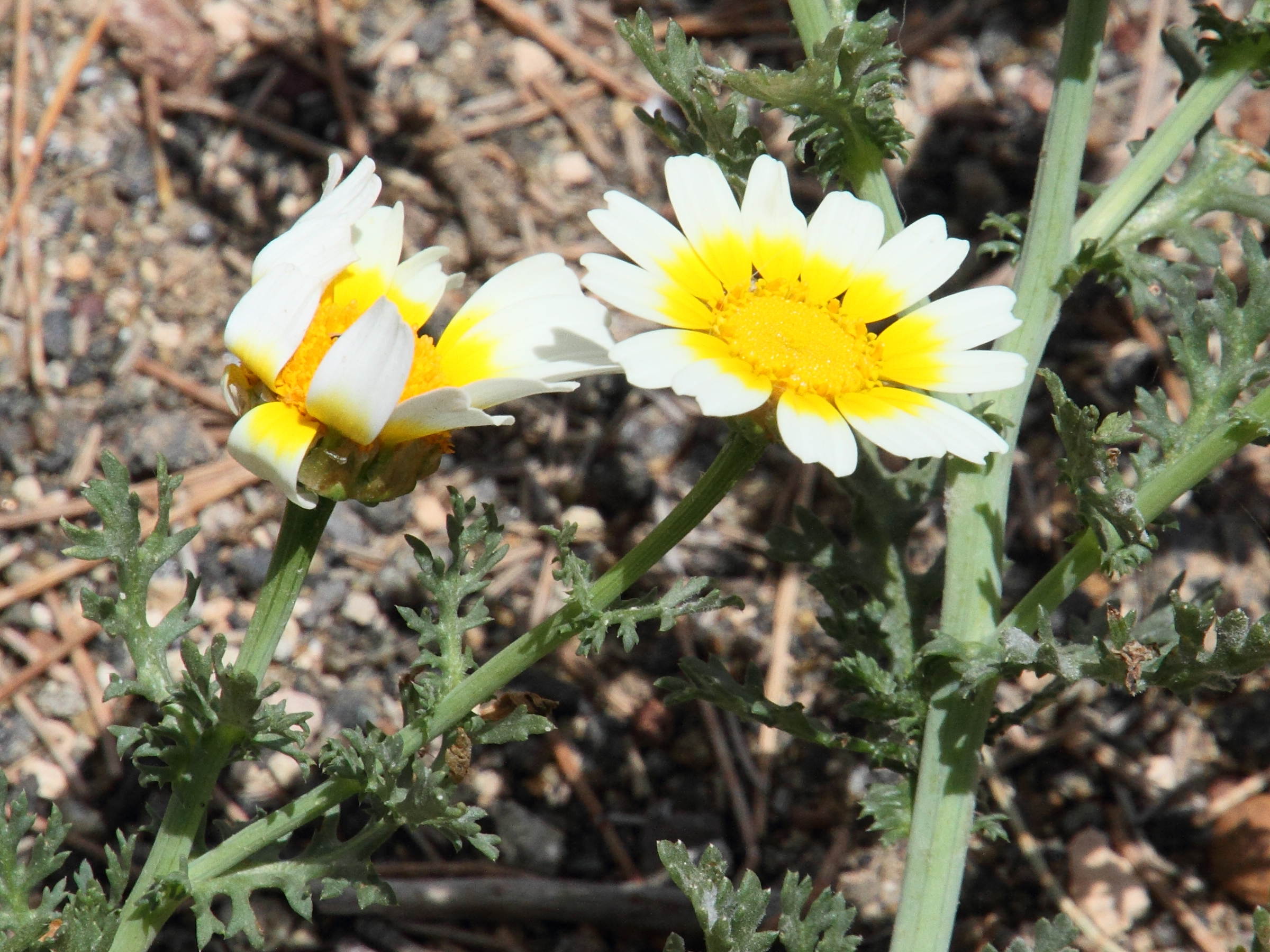 glebionis_coronaria7md