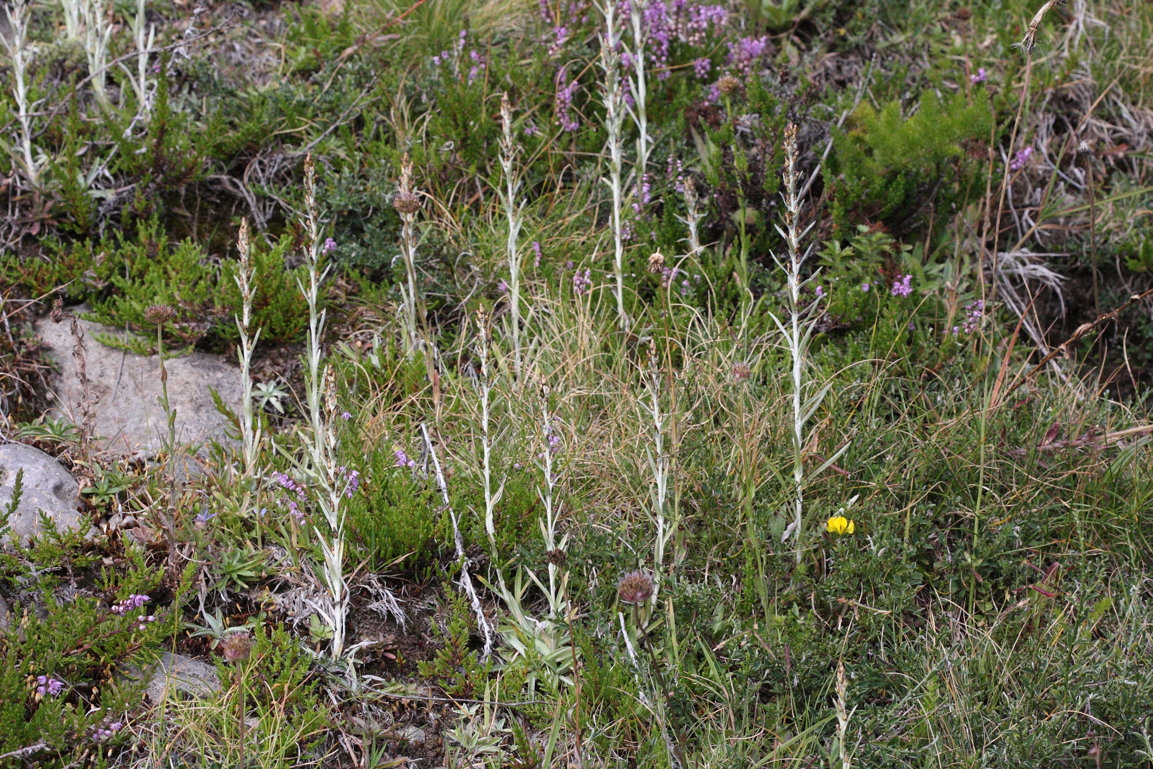 gnaphalium_sylvaticum3md