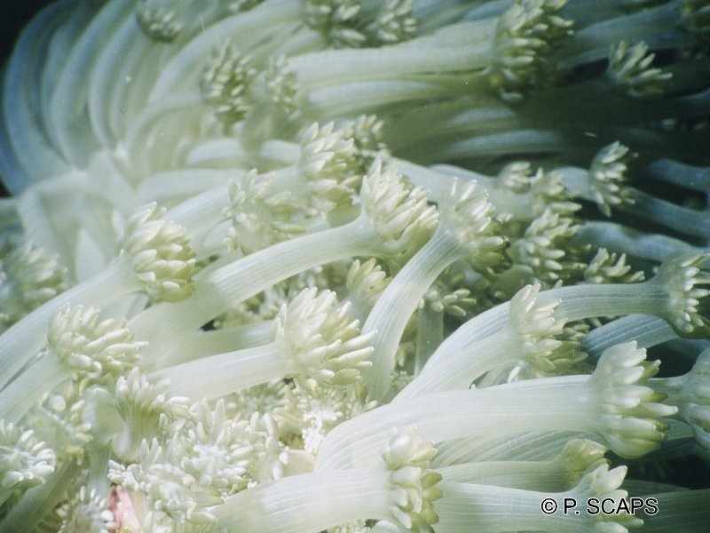 goniopora_sp2ps