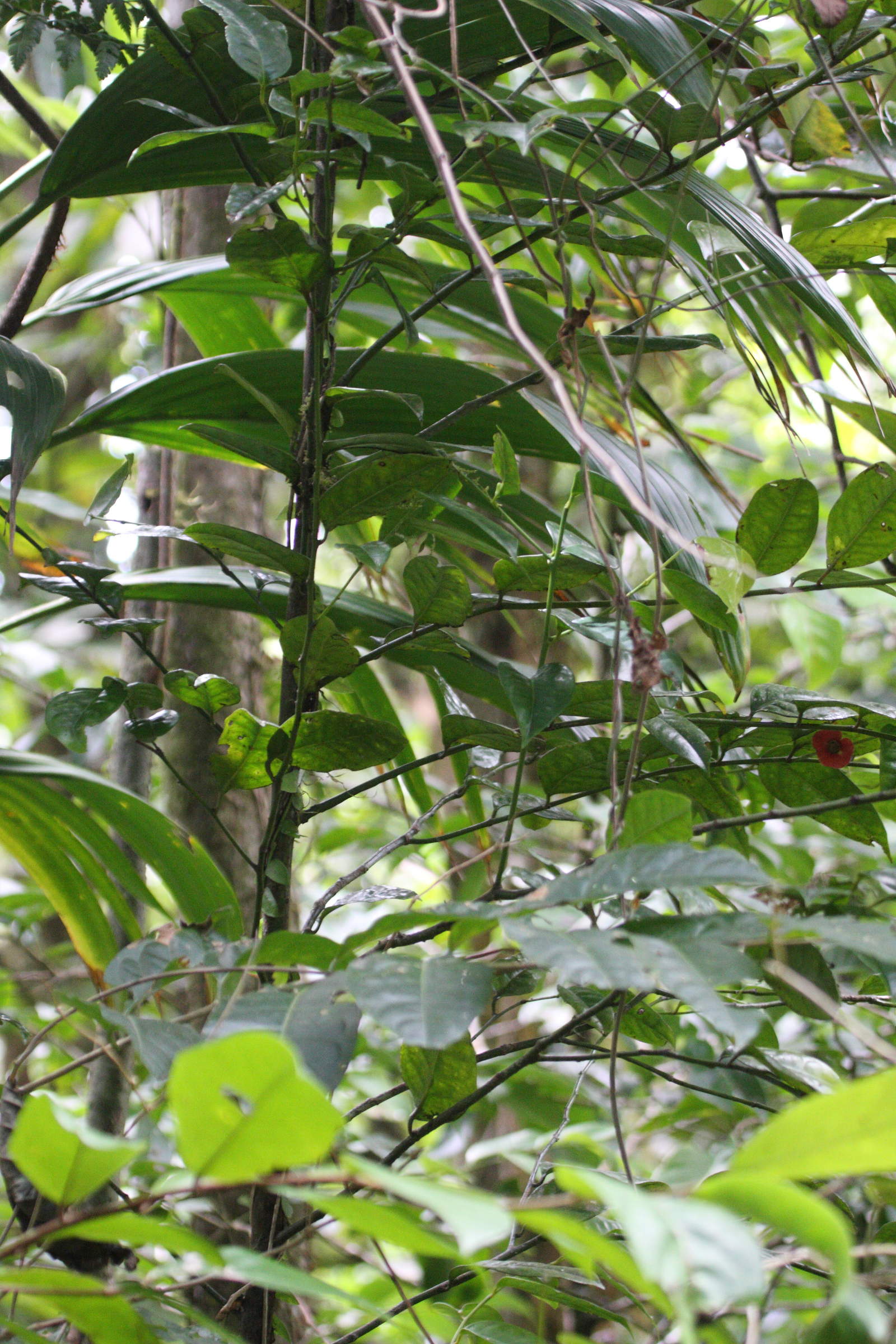 heisteria_coccinea2bd