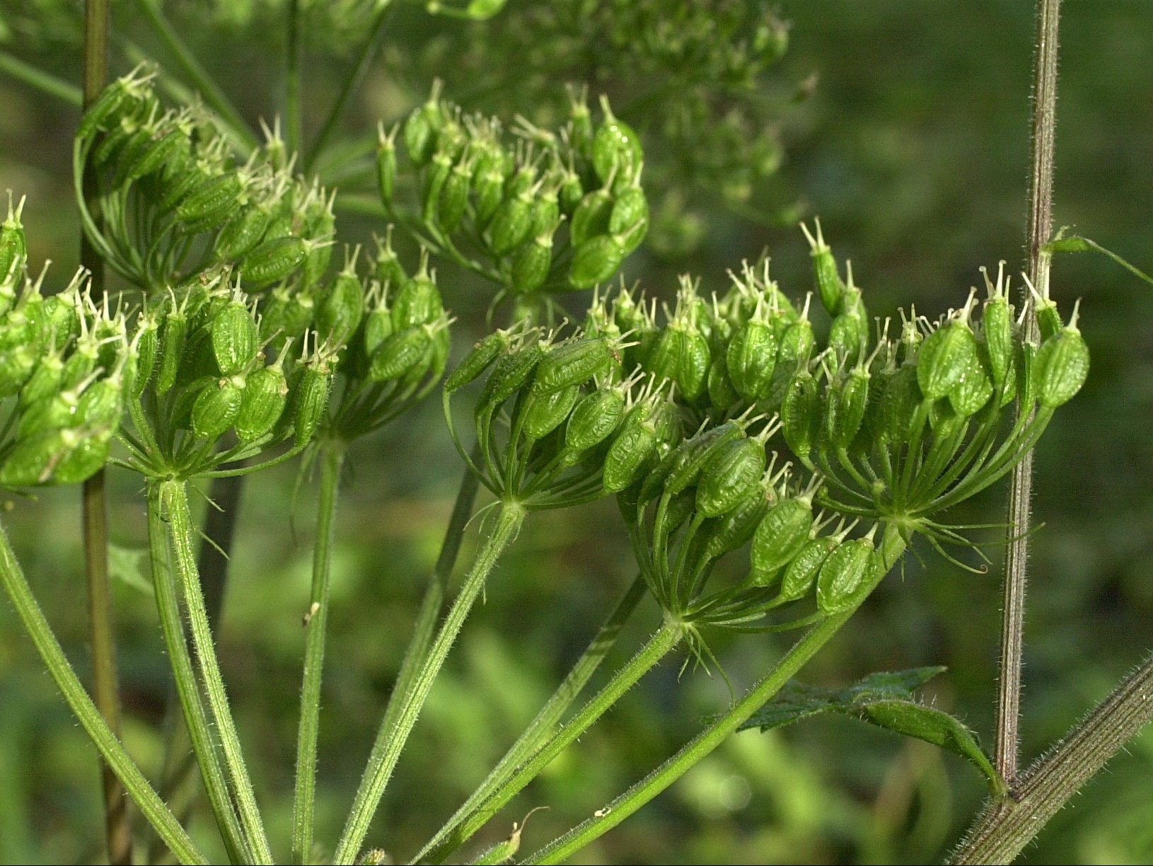 heracleum_sphondylium4bmd