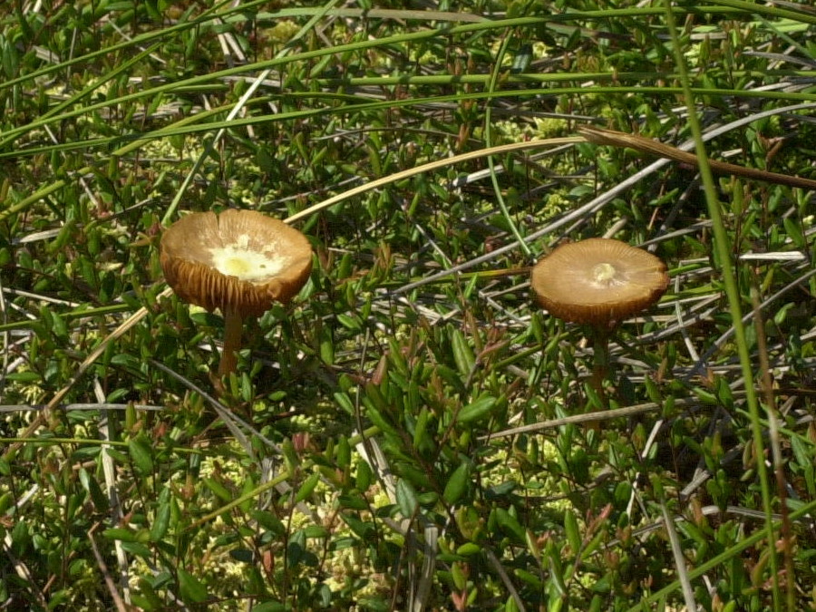 hypholoma_elongatum2md