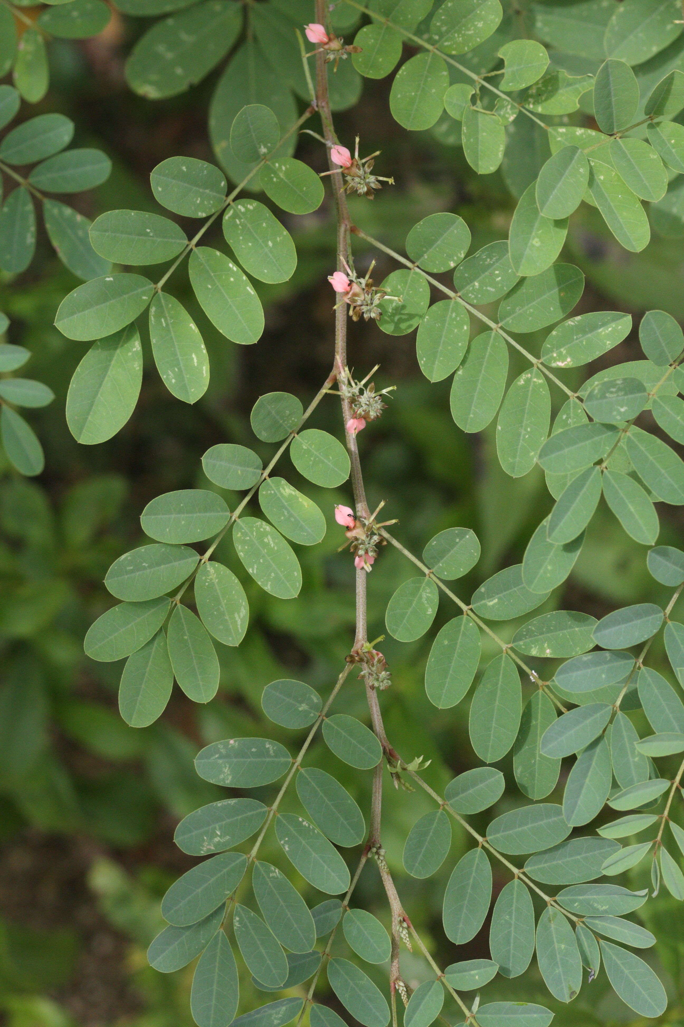 indigofera_suffruticosa1md