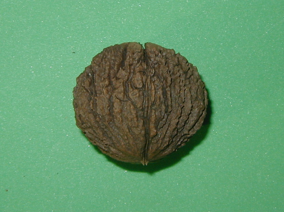 Afficher le média juglans_nigra3md juglans_nigra3md