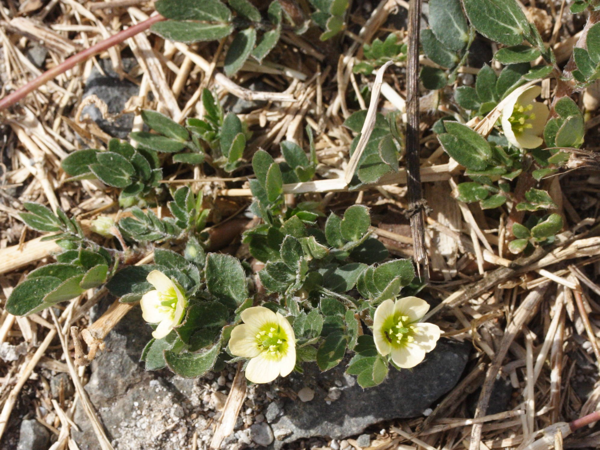 kallstroemia_maxima3md