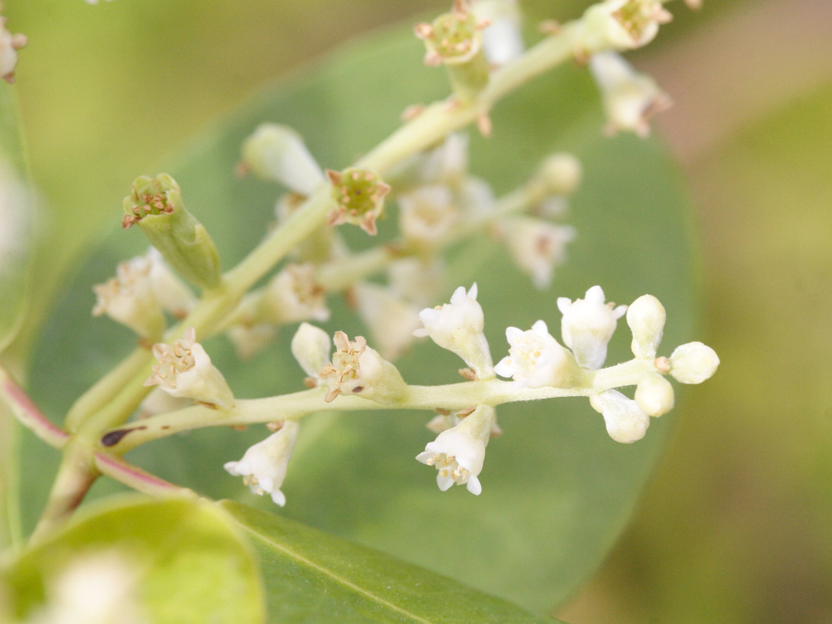 laguncularia_racemosa1md