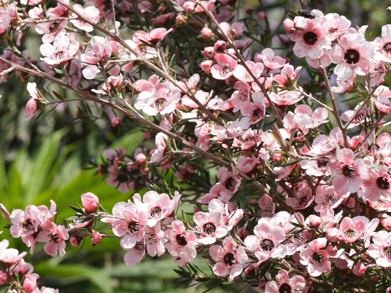 Afficher le média leptospermum_scoparium4md leptospermum_scoparium4md